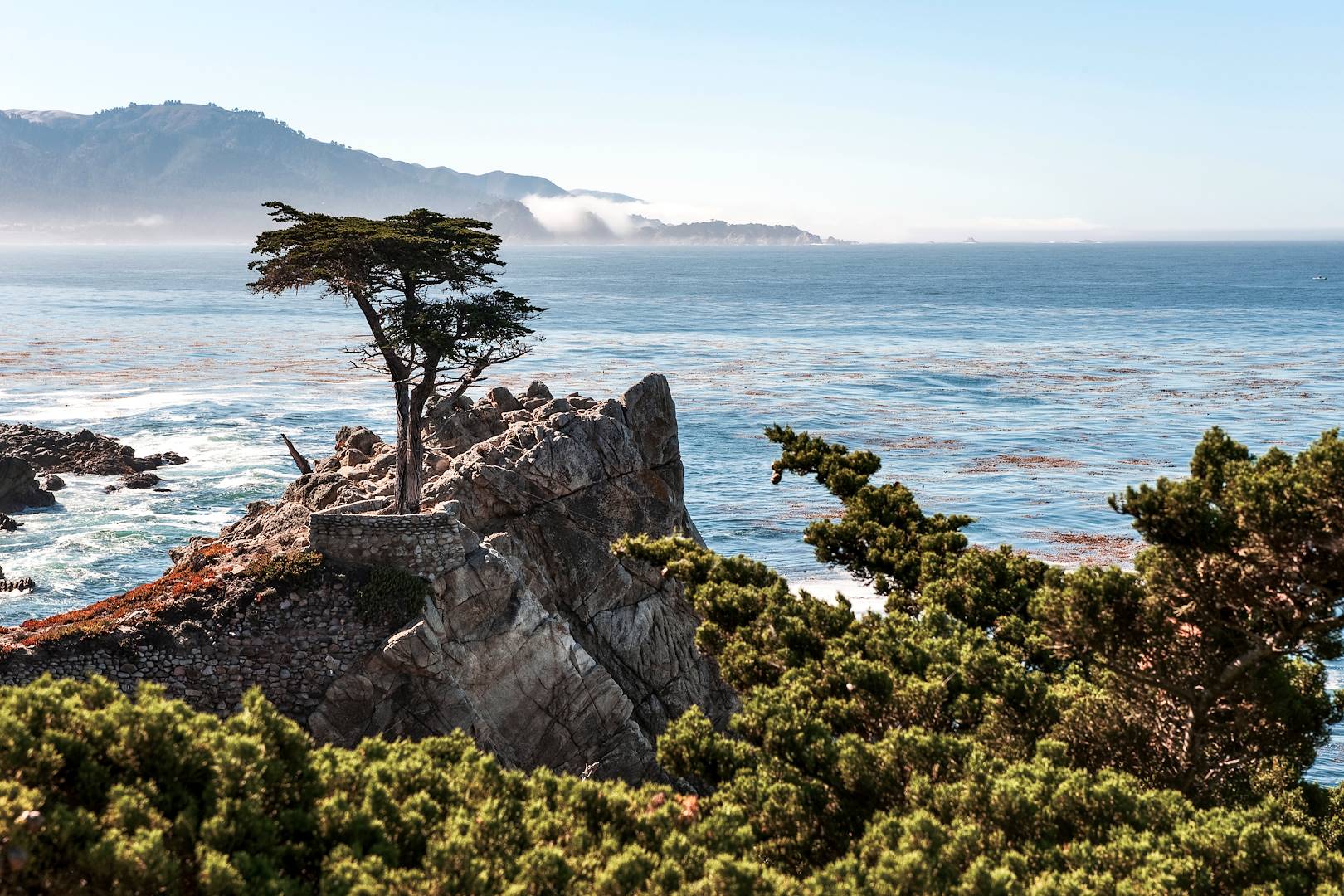 Cyprès Solitaire sur la côte Pacifique de Californie - Etats-Unis