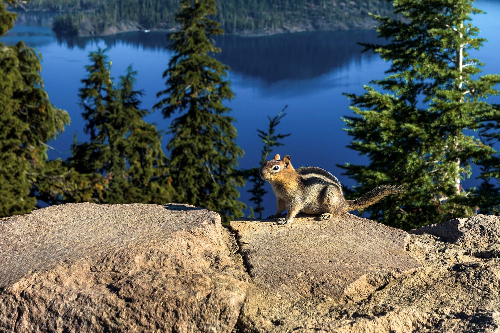 Ecureuil dans la forêt Deschutes - Oregon - Etats-Unis