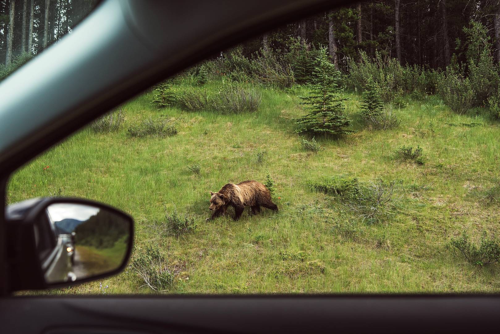 Grizzly sur le bord de la route - Colombie Britannique - Canada