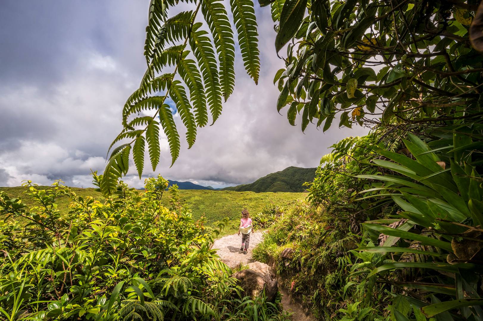 Sentier menant au volcan de La Soufrière - Basse Terre - Guadeloupe