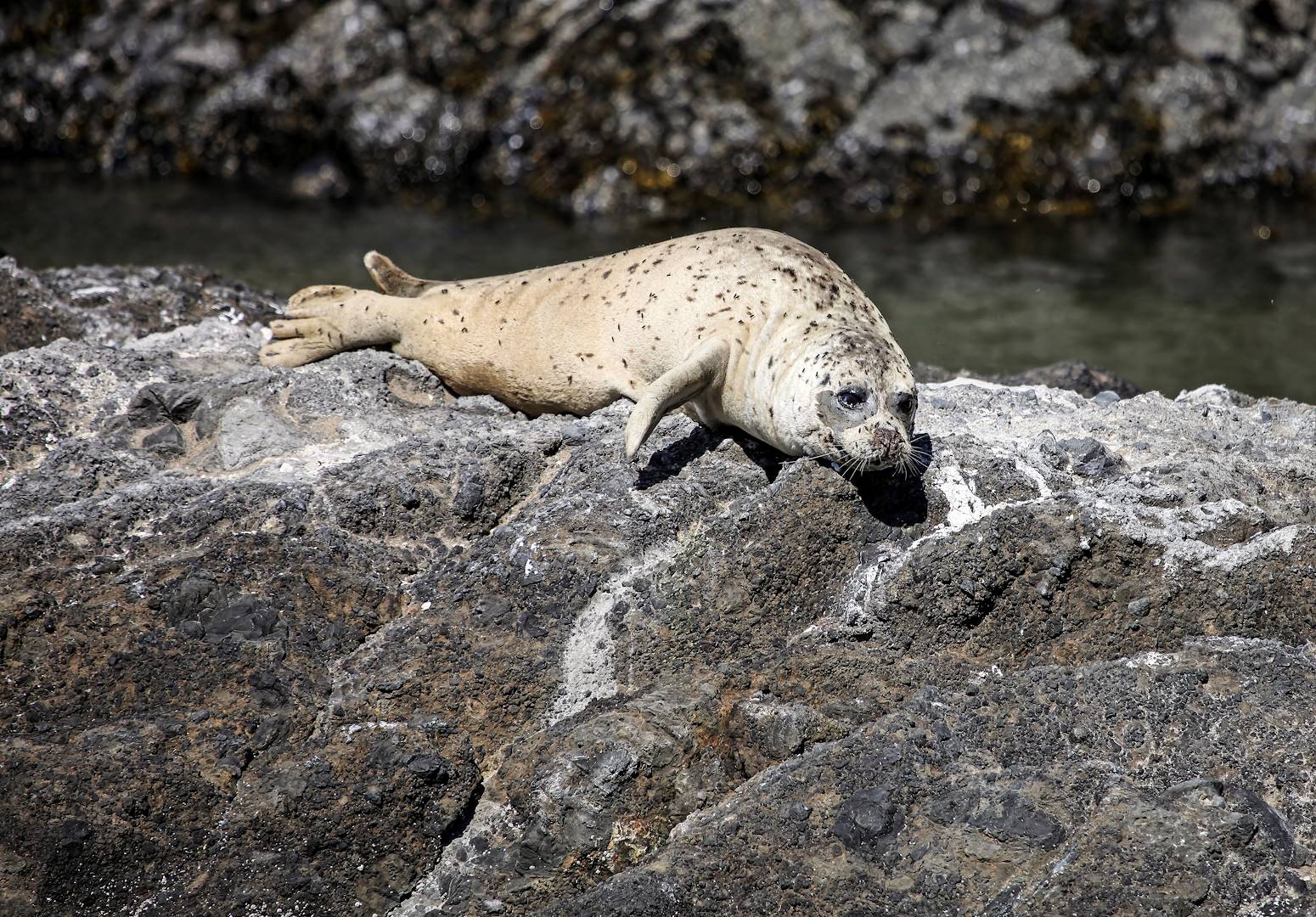 Phoque dans le port de Anacortes - Washington - Etats-Unis