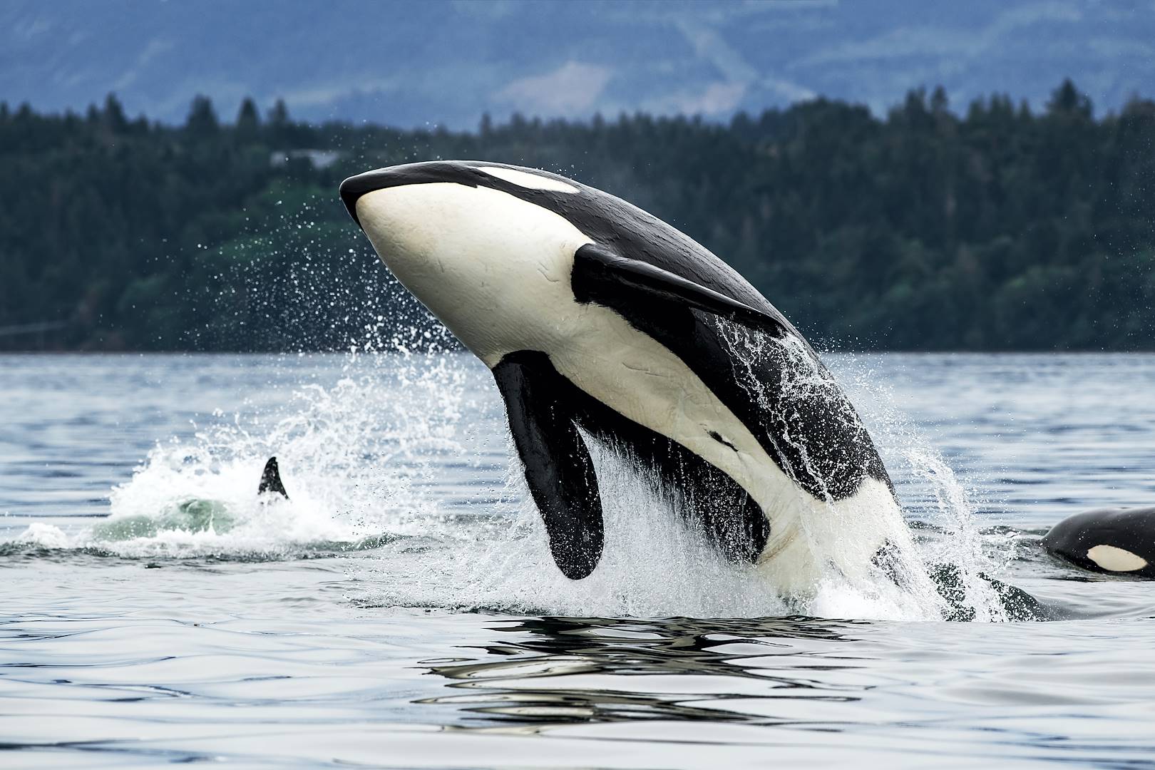 Rencontre avec les orques à San Juan Island - Washington - Etats-Unis