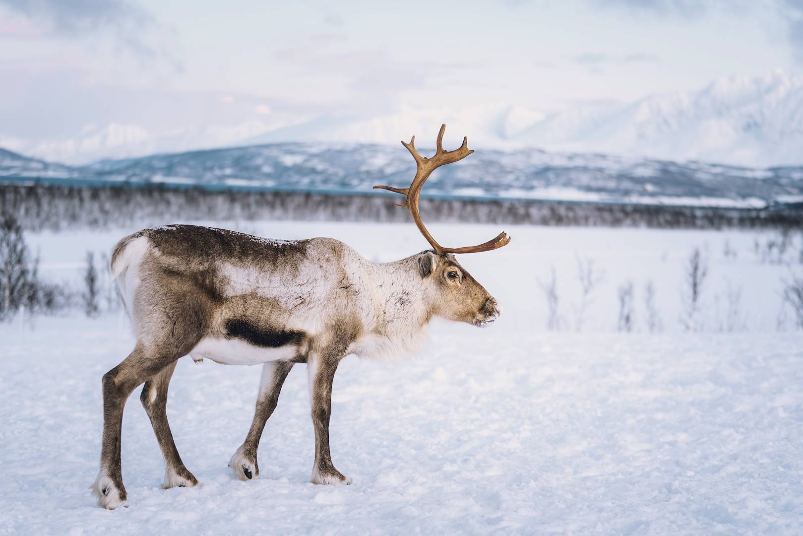 Renne à Tromso - Norvège
