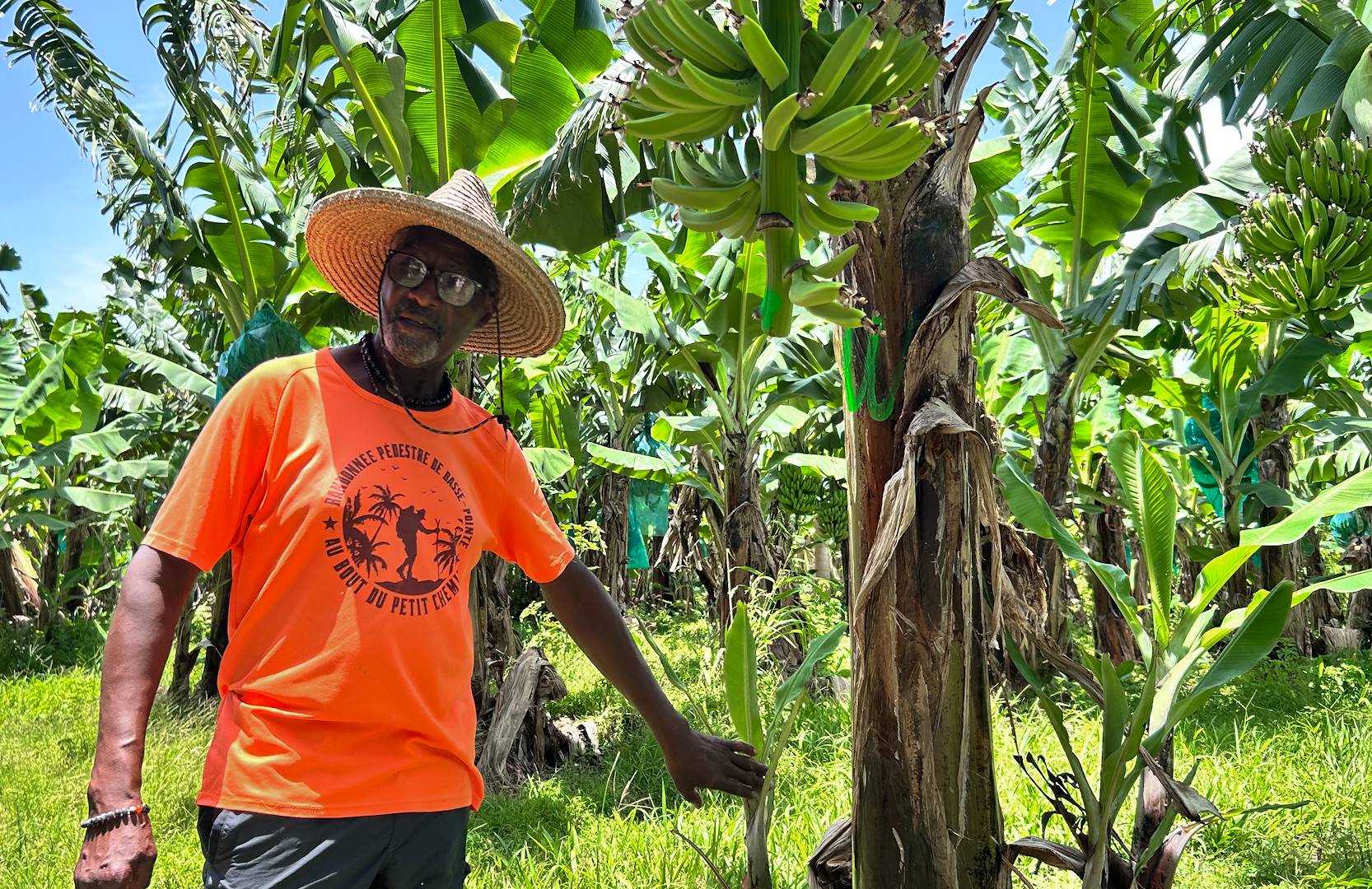 Découverte de l'île et sa gastronomie à travers la randonnée de la Ronde des Habitations - Basse Pointe - Martinique
