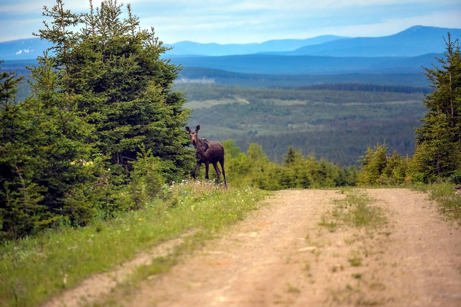 Observation de l'orignal en fin de journée - Matane - Québec - Canada