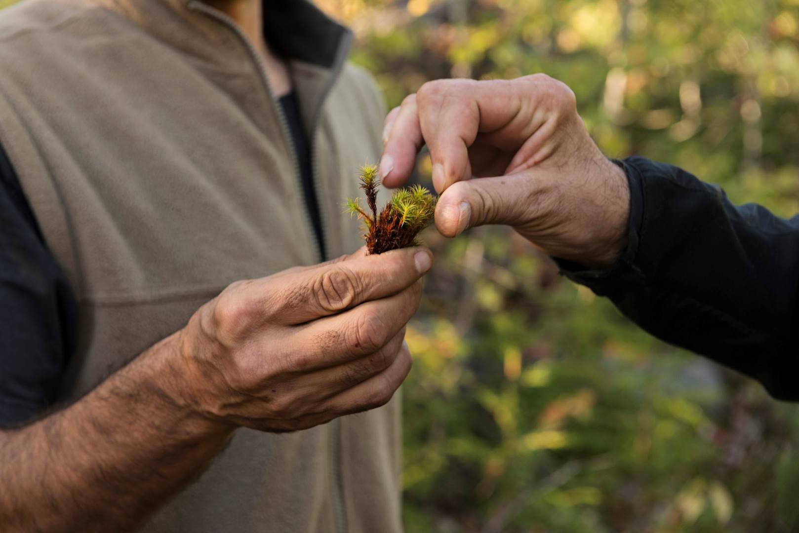 Découverte et observation des plantes avec un guide - Québec - Canada