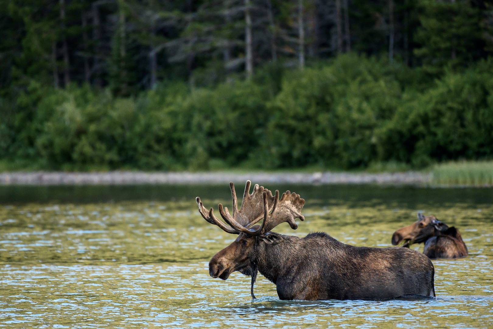 Rencontre avec des orignaux dans un parc - Québec - Canada