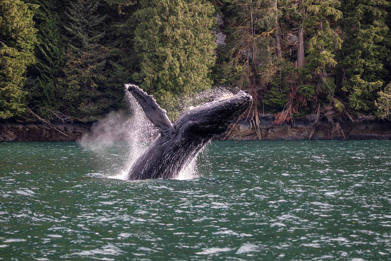 Observation des baleines  aux Escoumins - Québec - Canada