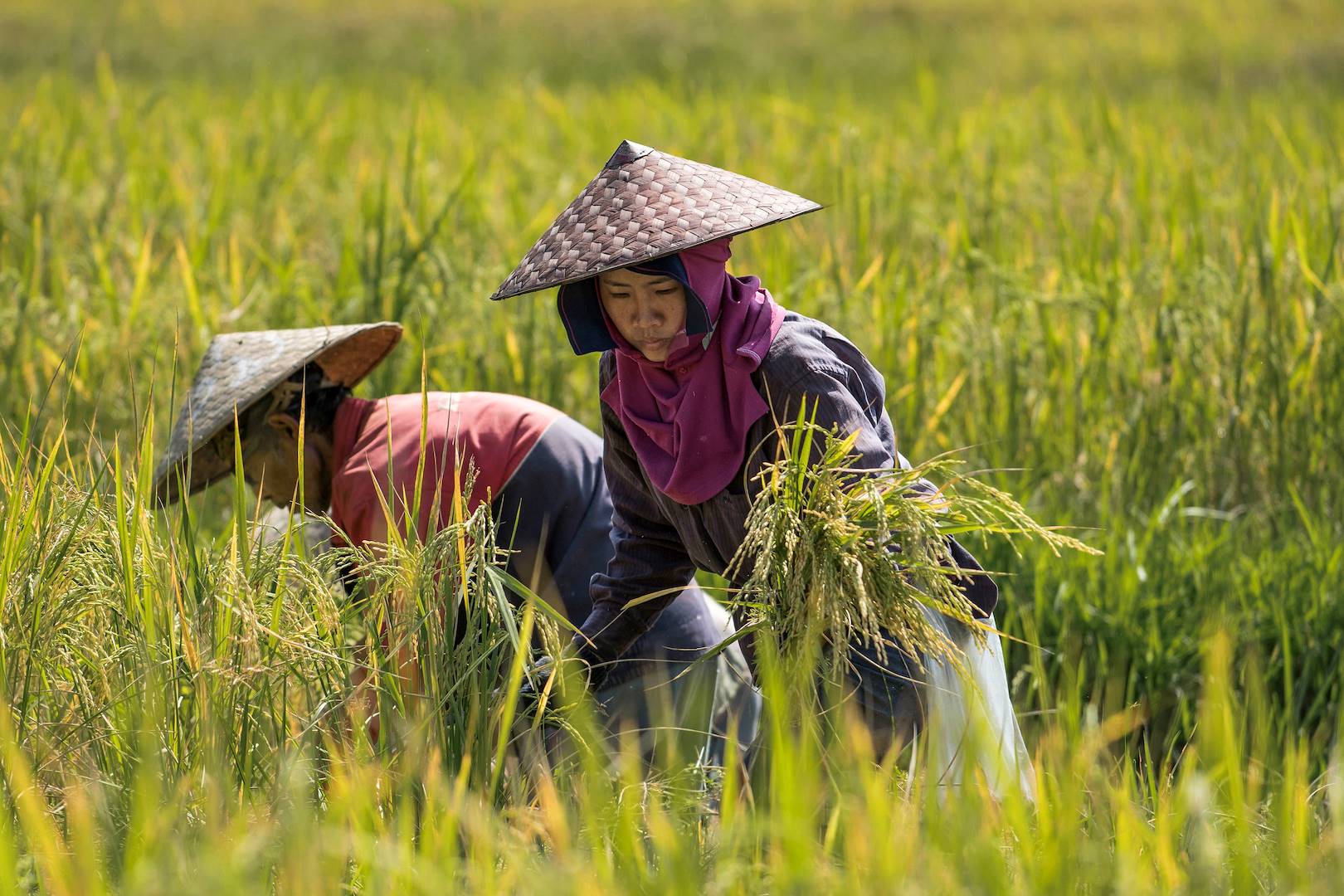 Scène de vie dans une rizière - Laos 
