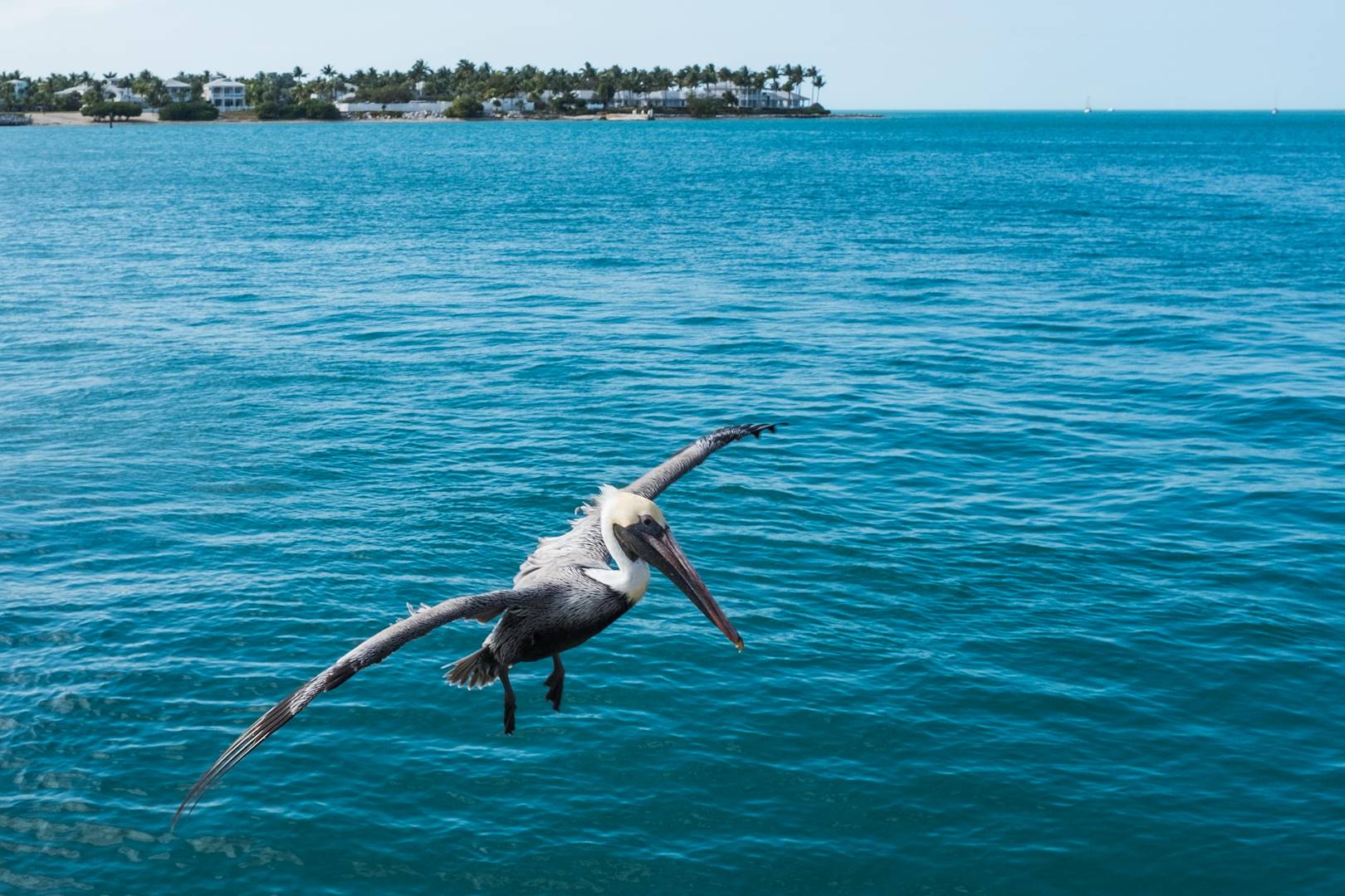 Pélican dans le port de Key West - Floride - Etats-Unis