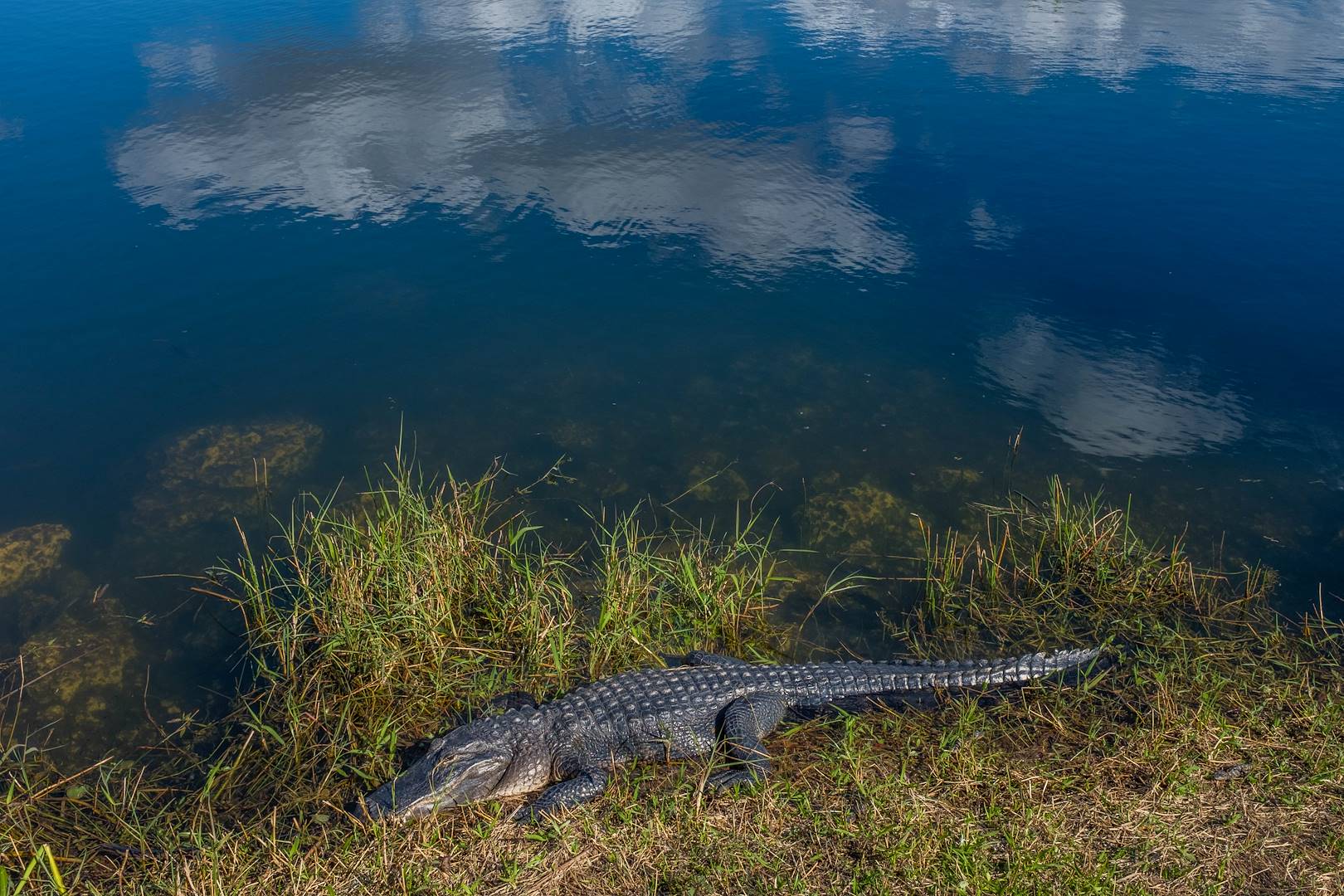 Alligator près du Anhinga Trail dans les Everglades - Floride - Etats-Unis