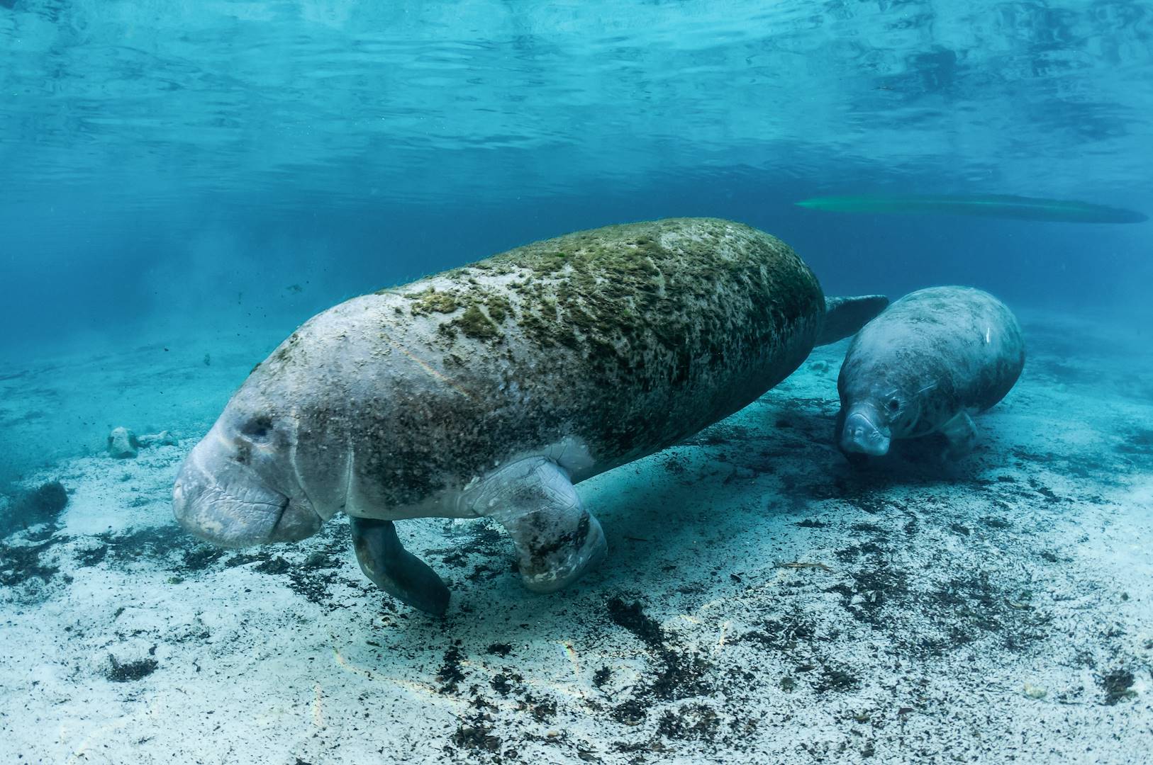 Rencontre avec les lamantins de Floride - Etats-Unis