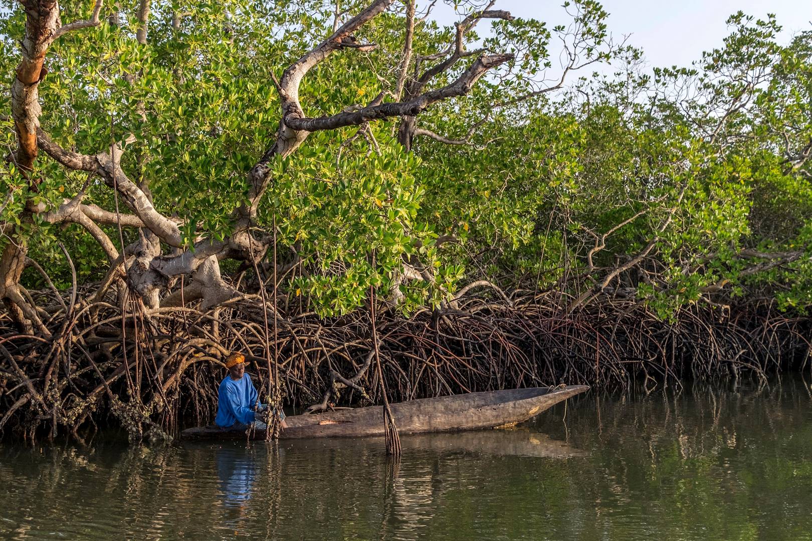 Mangroves dans le Delta du Siné Saloum - Sénégal