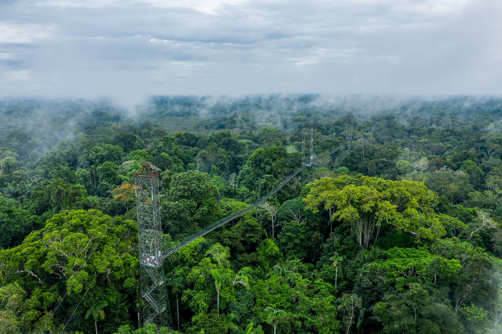 Sacha Lodge : pont suspendu au dessus de la jungle - Parc national de Yasuni - Equateur