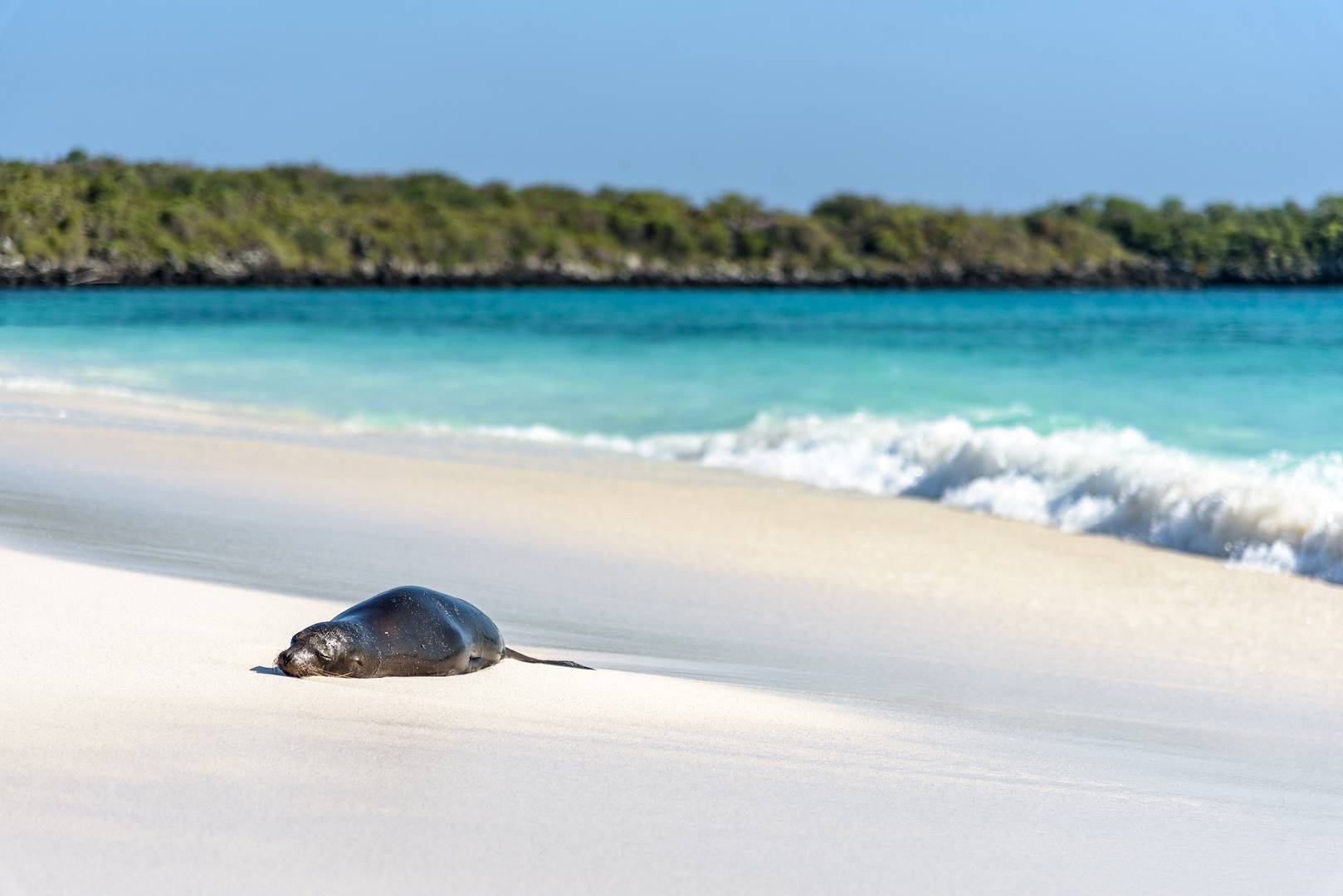 Otarie sur une plage de l'île de San Cristobal - Galapagos - Equateur