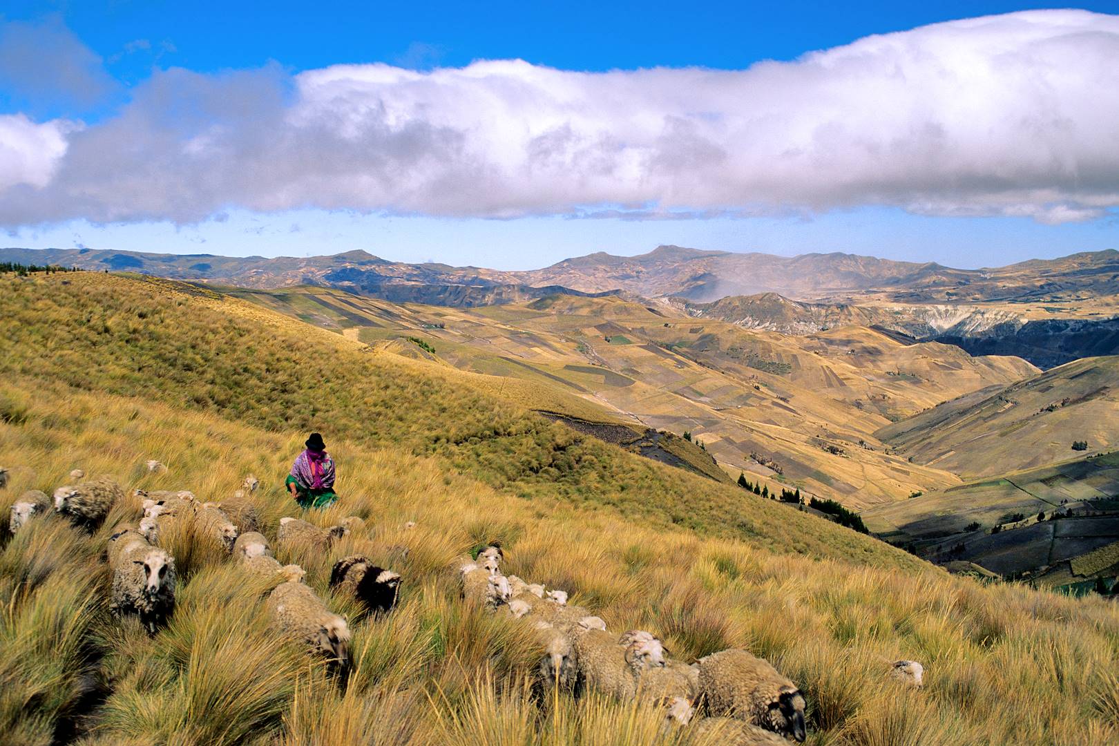 Bergère dans la vallée de Zumbahua - province du Cotopaxi - Équateur