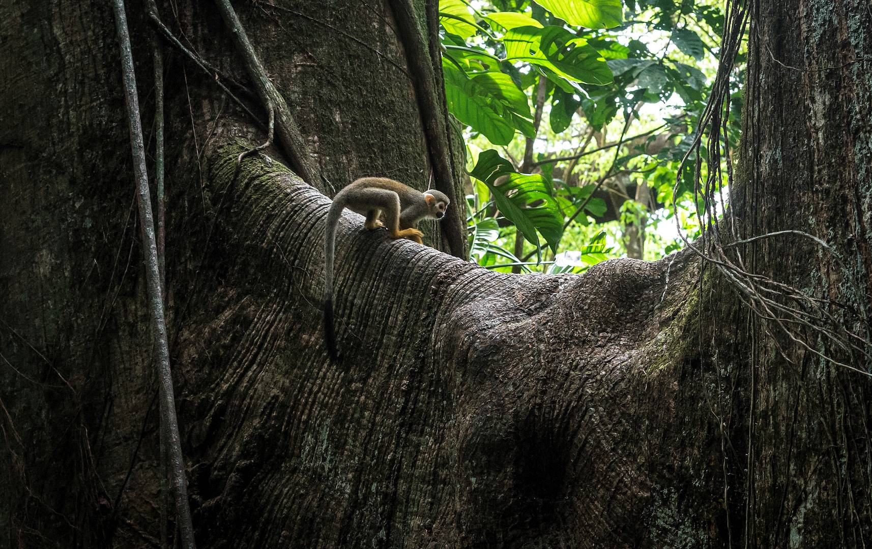 Singe écureuil en Amazonie - Equateur