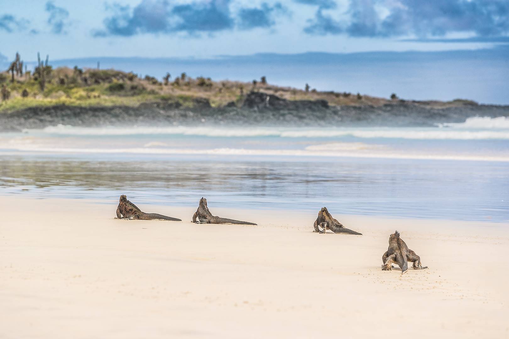 Iguanes sur une plage de l'île d'Isabela - Galapagos
