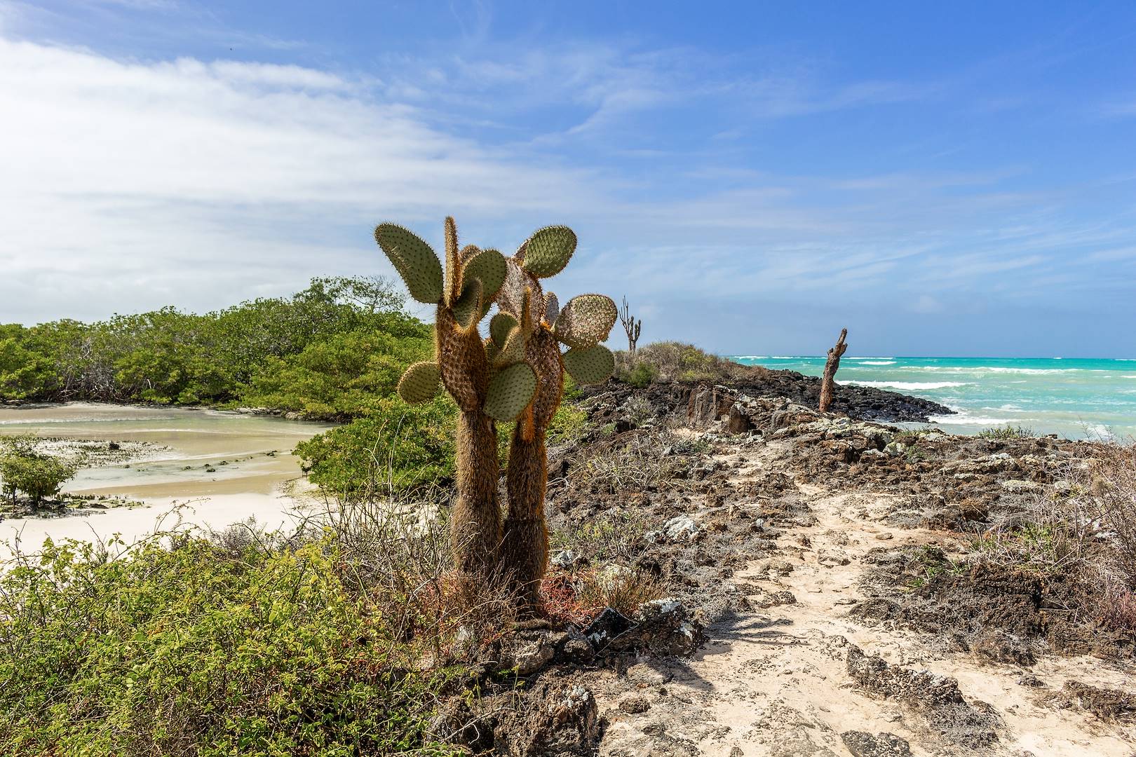 Plage Garrapatero - Santa Cruz - Îles Galapagos - Equateur