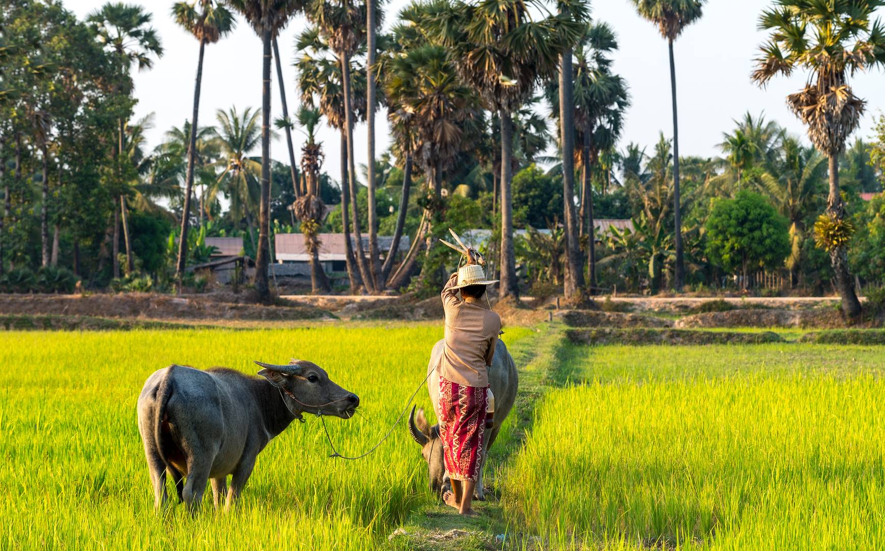 Scène de vie dans les rizières de Battambang - Cambodge
