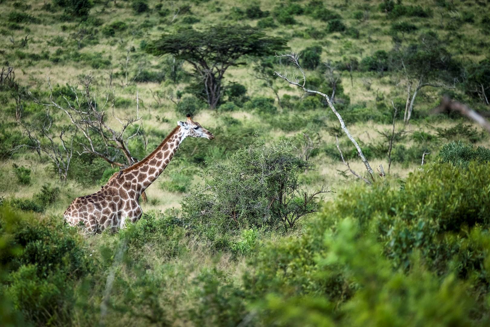 Parc national du Pilanesberg - Afrique du Sud