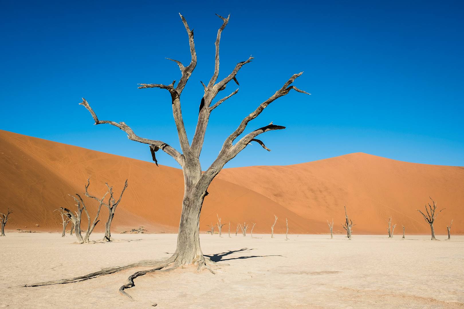 Désert de Sossusvlei - Désert du Namib - Namib Naukluft - Namibie