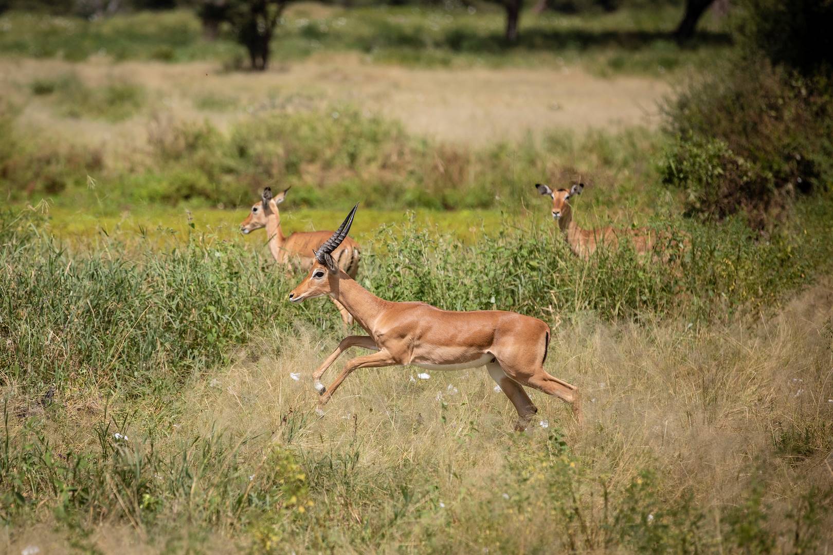À la découverte du Parc National du Tarangire - Parc du Tarangire - Nord - Tanzanie