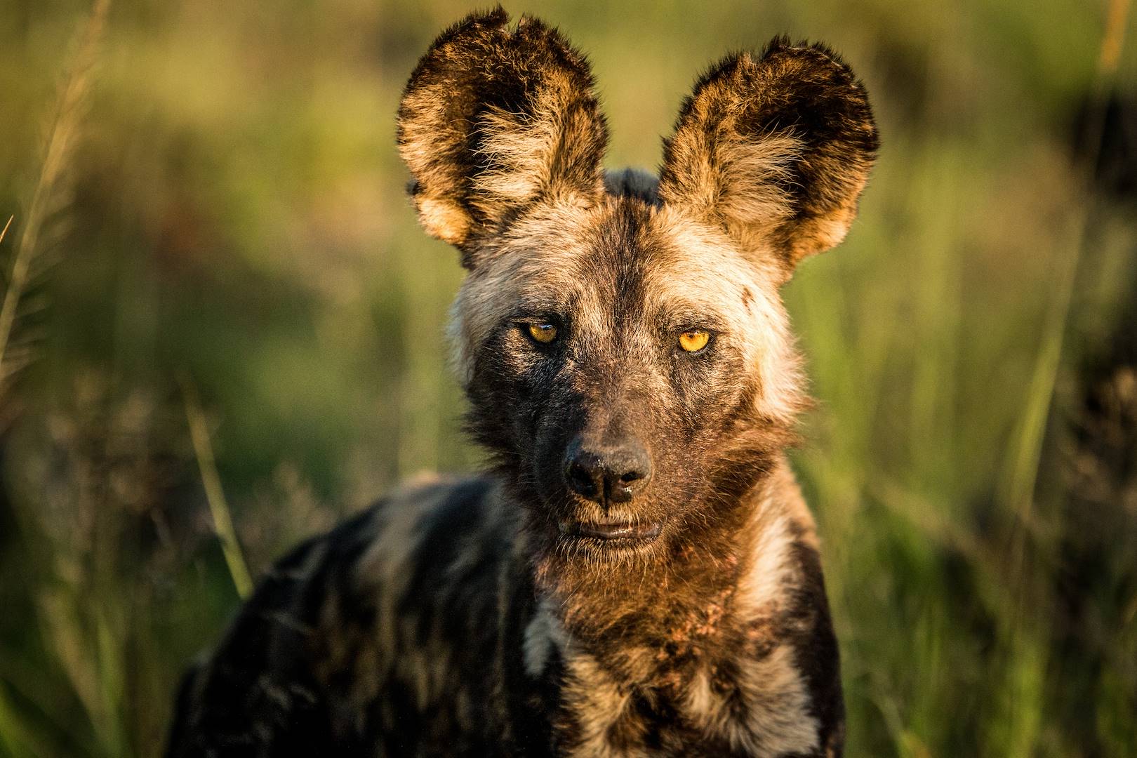Rencontre avec un lycaon dans la réserve de Madikwe - Afrique du Sud