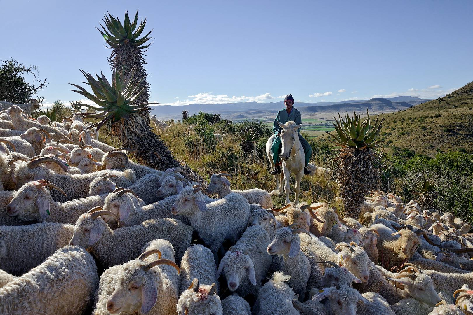 Berger et son troupeau de chèvres angora dans les montagnes du désert de Karoo - Afrique du Sud