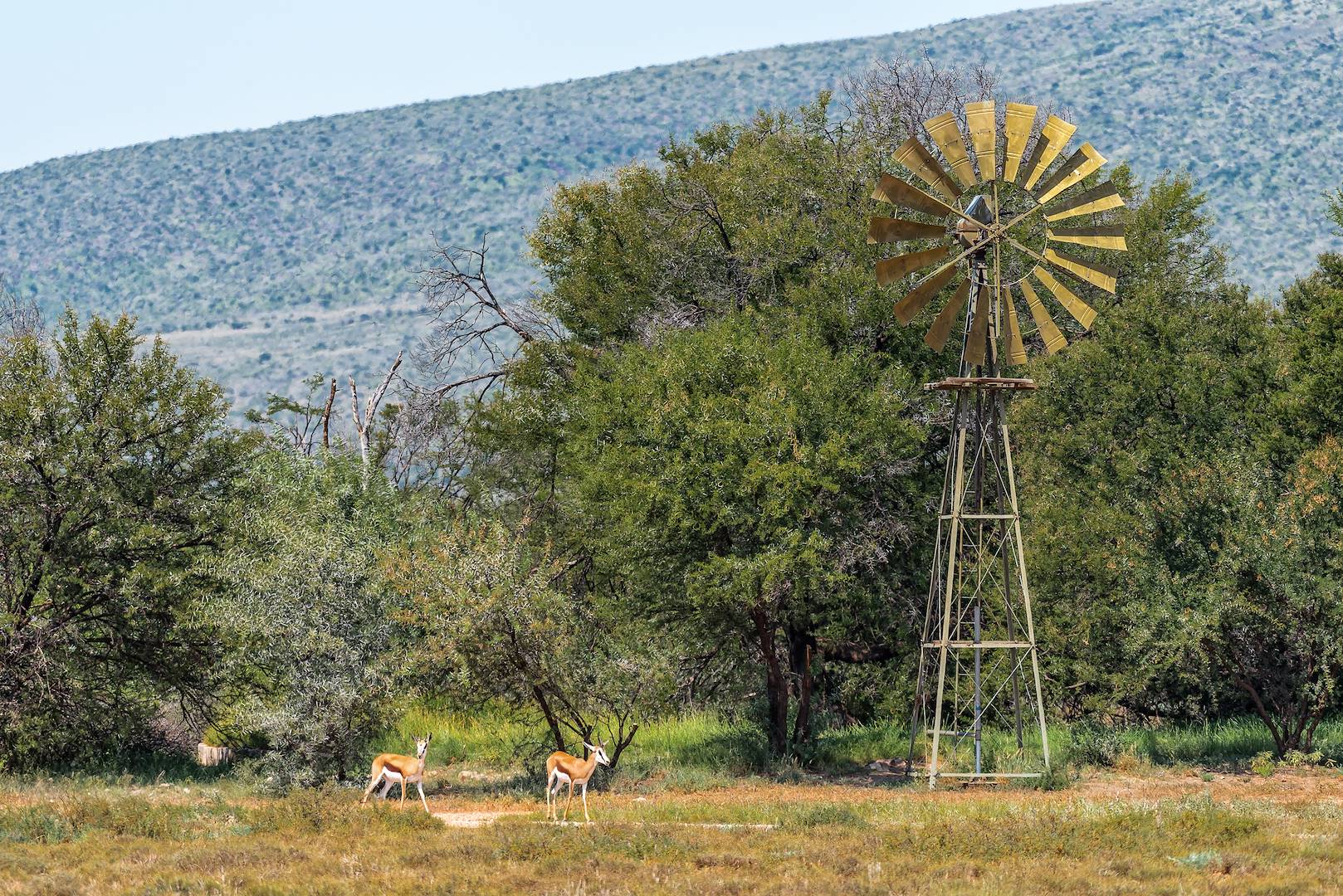 Springboks dans le parc national du Karoo - Afrique du Sud