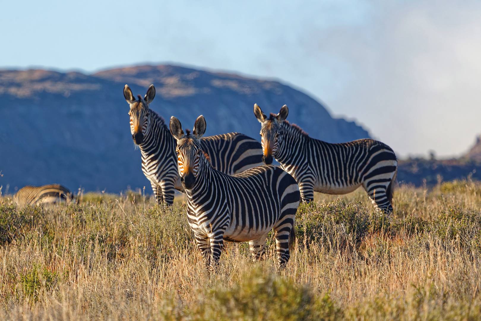 Mountain Zebra National Park - Cradock - Province du Cap Oriental - Afrique du Sud