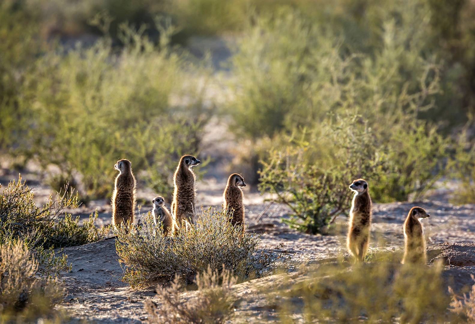 Famille de suricates dans le désert de Karoo - Afrique du Sud