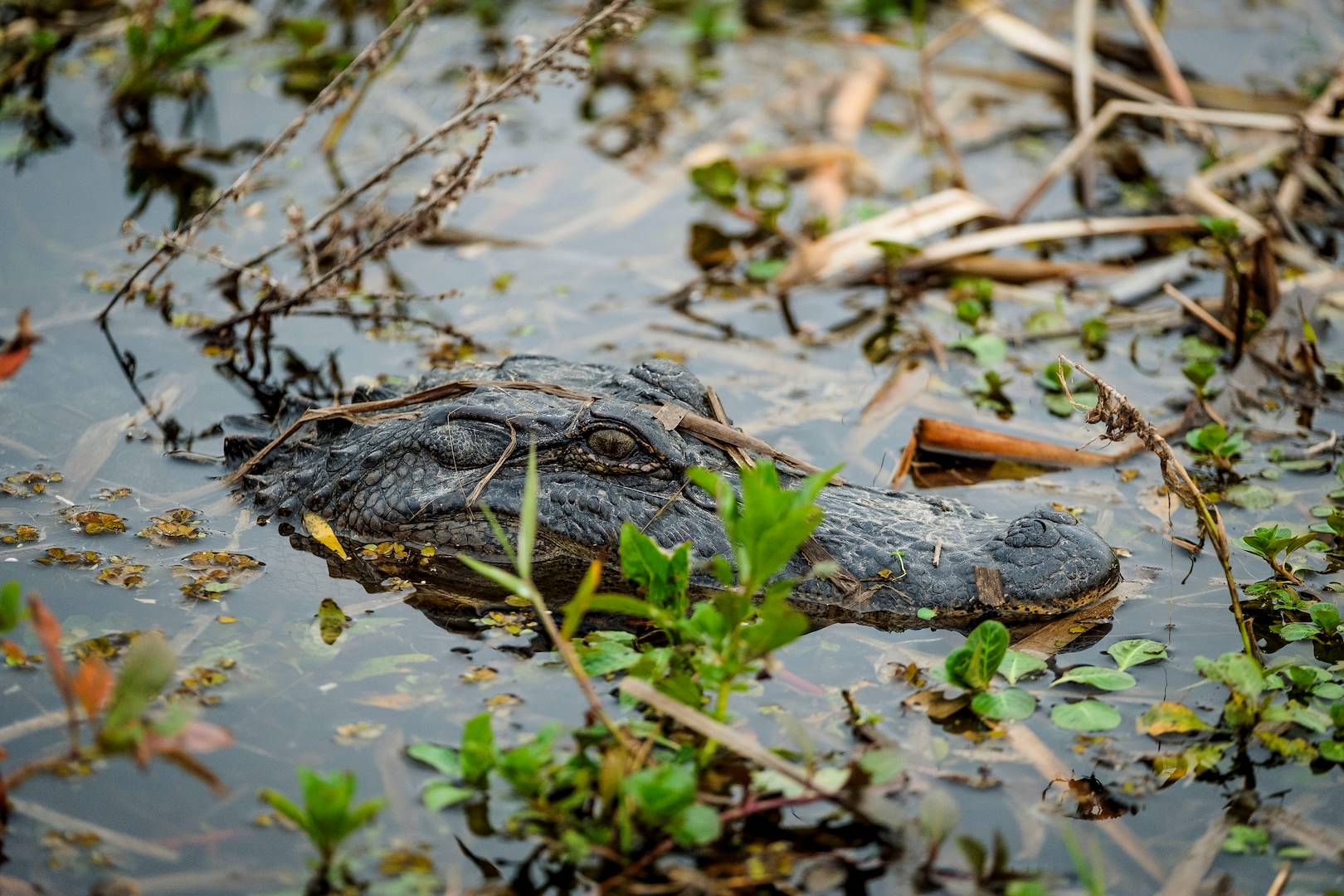 Creole Nature Trail - Lake Charles - Louisiane - Etats Unis