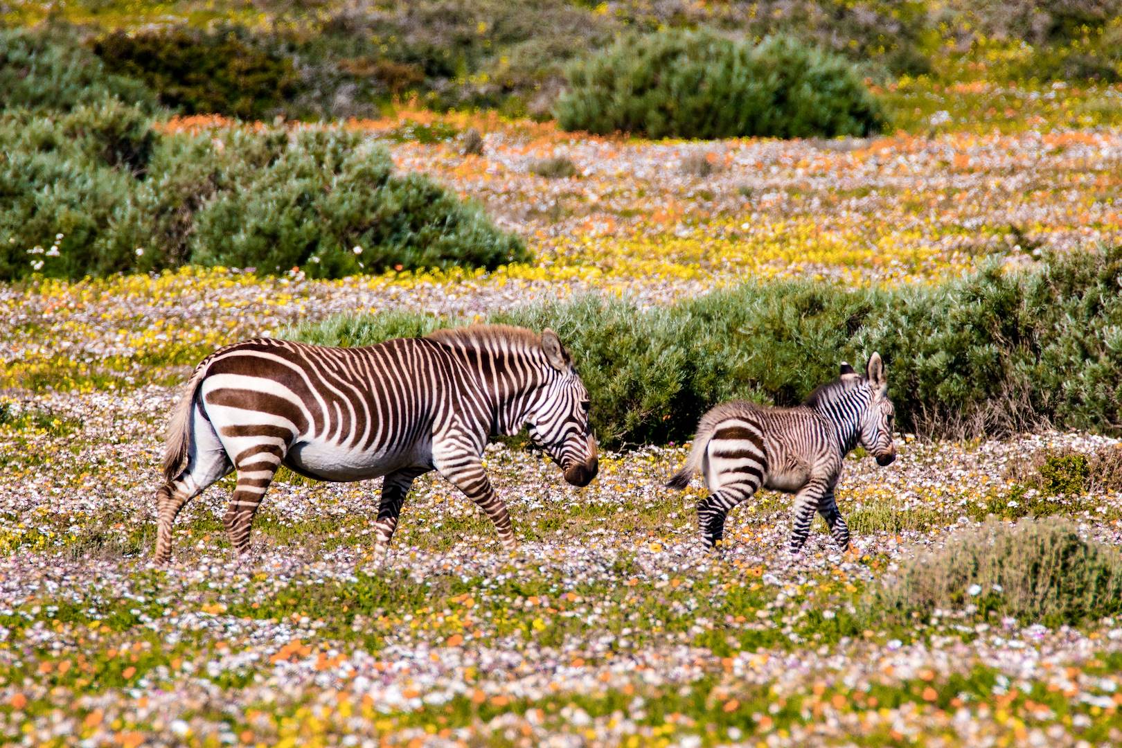 Zèbres à Postberg - Parc National de la Côte Ouest - Afrique du Sud