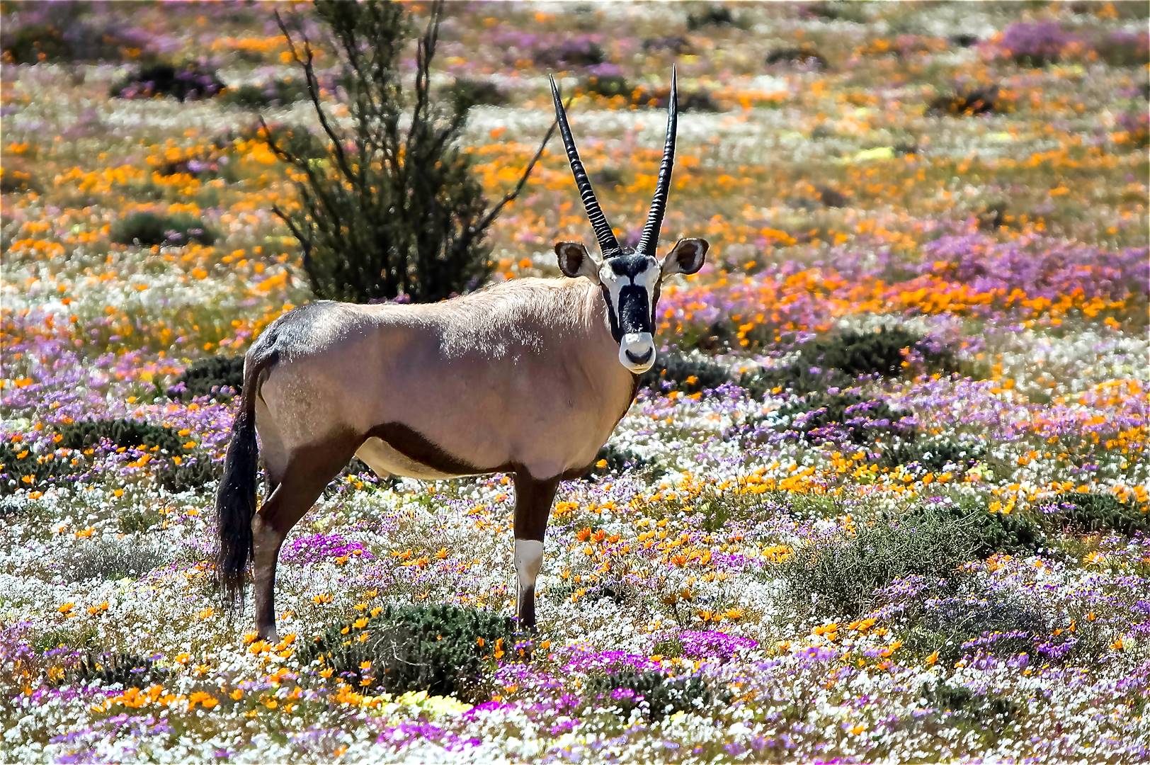 Namaqualand - Afrique du Sud