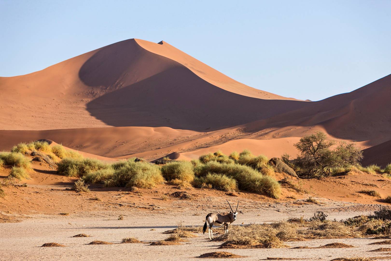 Oryx dans le désert de Sossuvlei - Parc National Namib Naukluft - Namibie