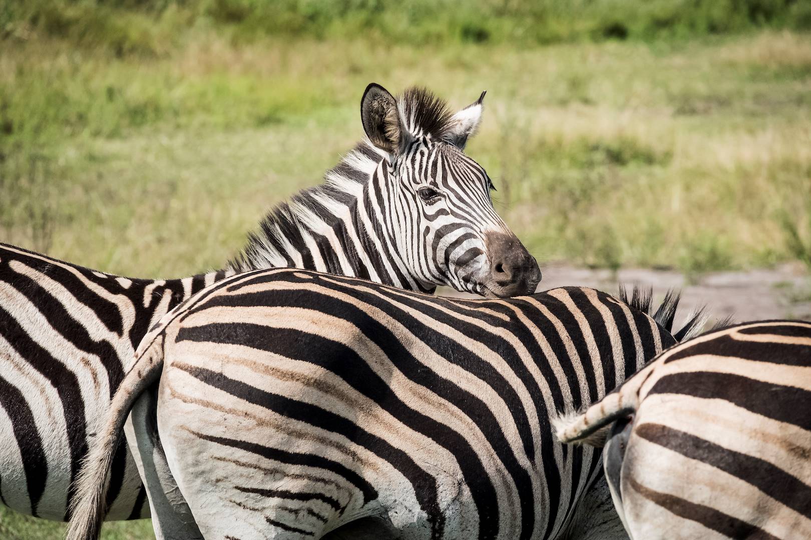 Zèbres dans les plaines verdoyantes du Drakensberg - Afrique du Sud
