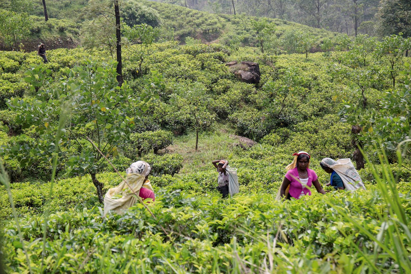 Femmes en pleine récolte dans les plantations de thé - Sri Lanka