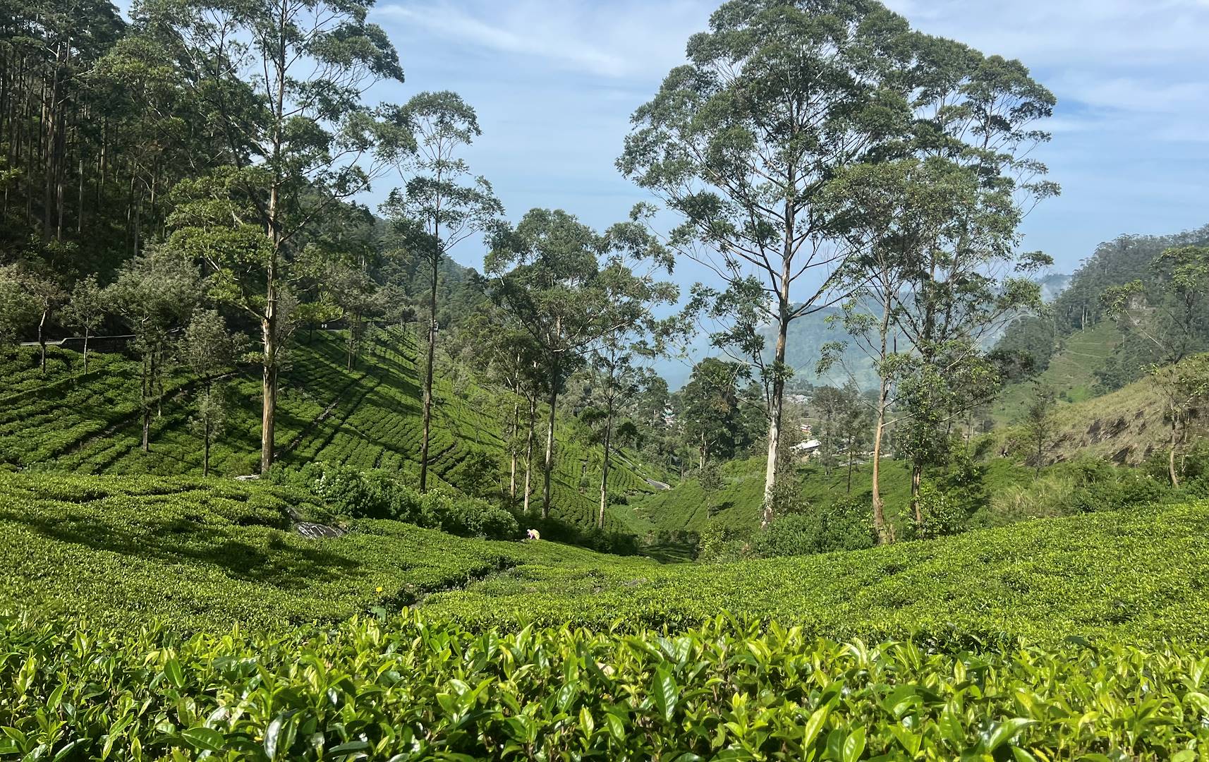 Découverte des plantations de thé de Haputale : sur les traces de Lipton - Sri Lanka