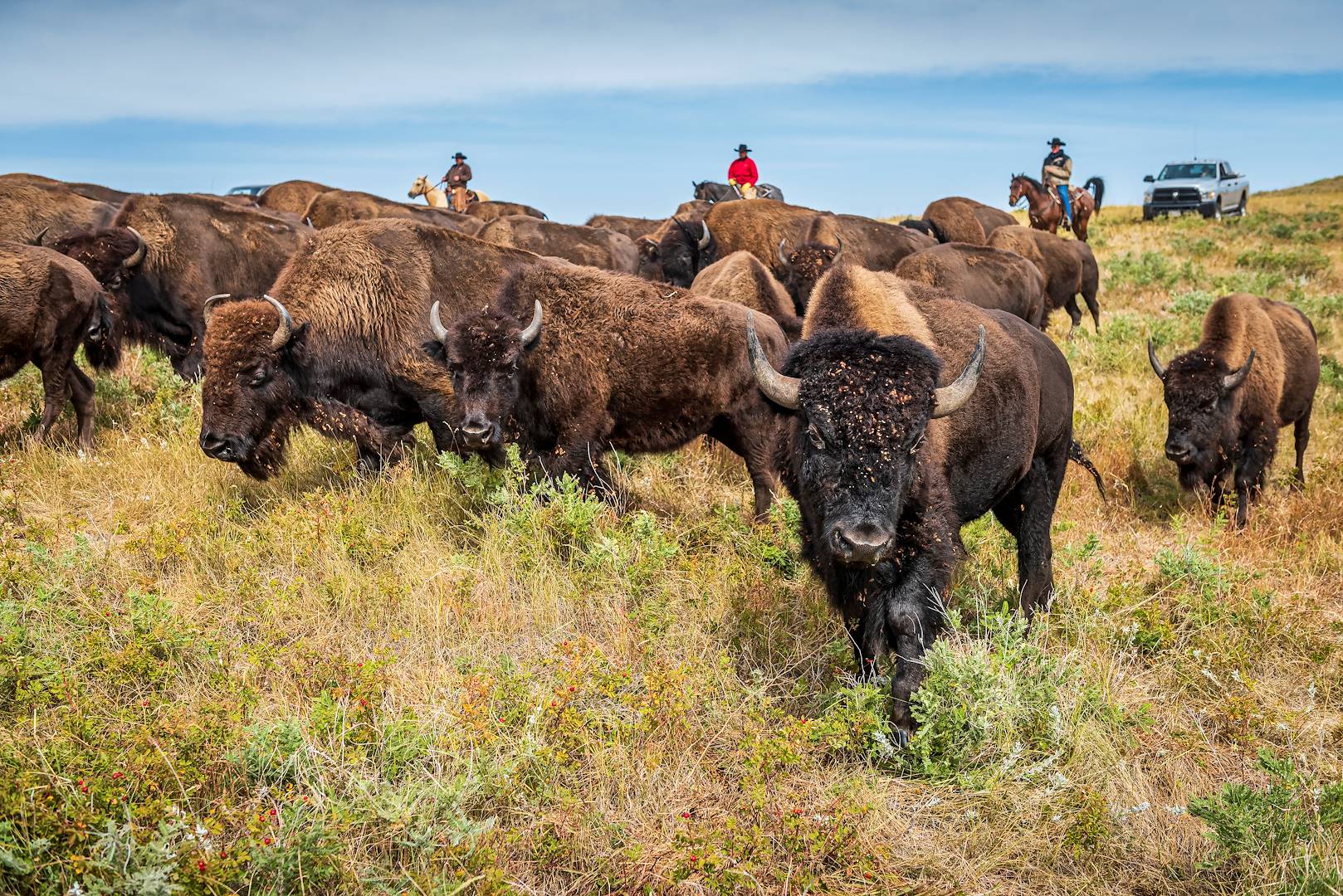 Cowboys et leur troupeau de bisons dans le parc d'Etat de Custer - Dakota du Sud - Etats-Unis