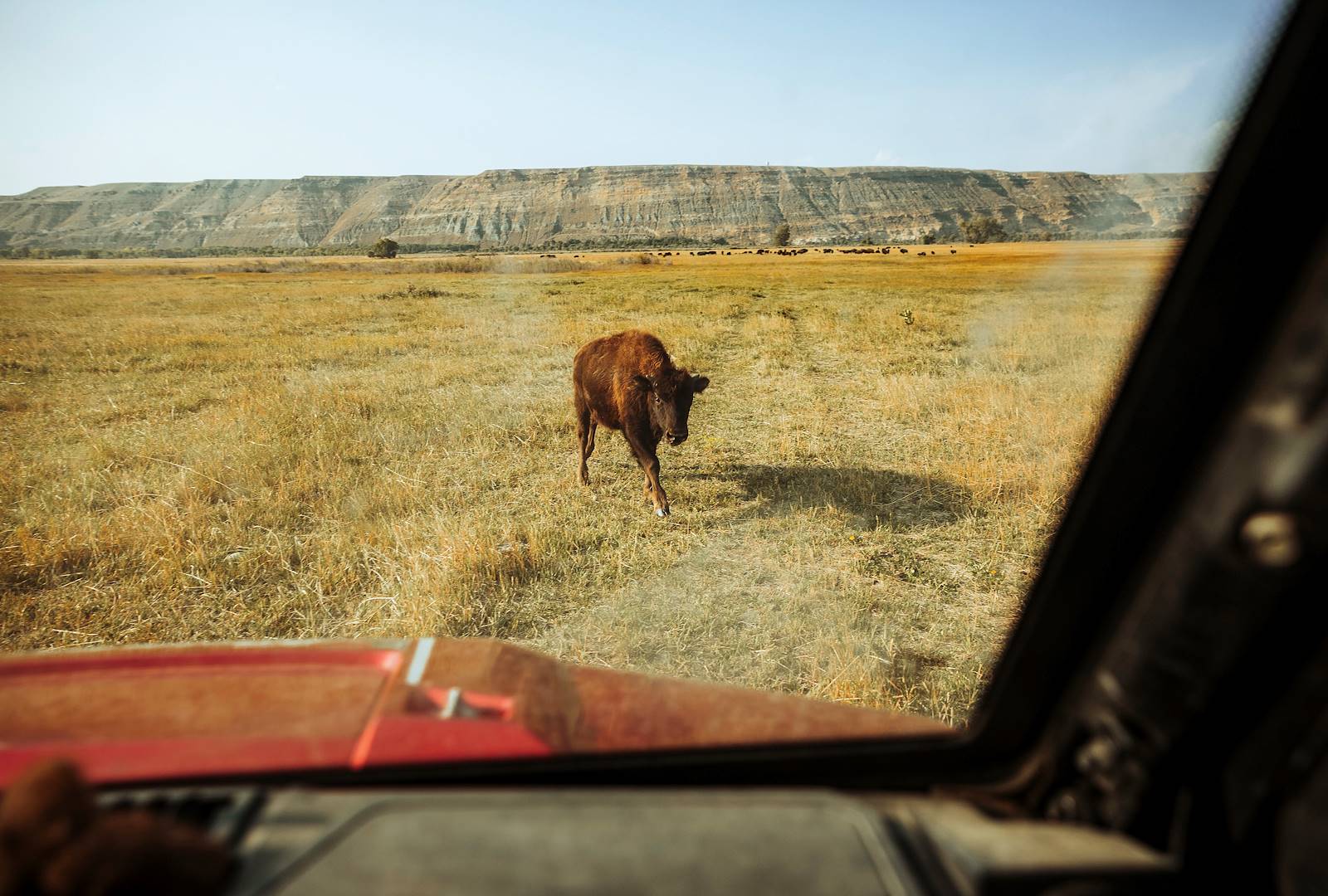 Découverte du Wyoming : rencontre avec un bison - Etats Unis