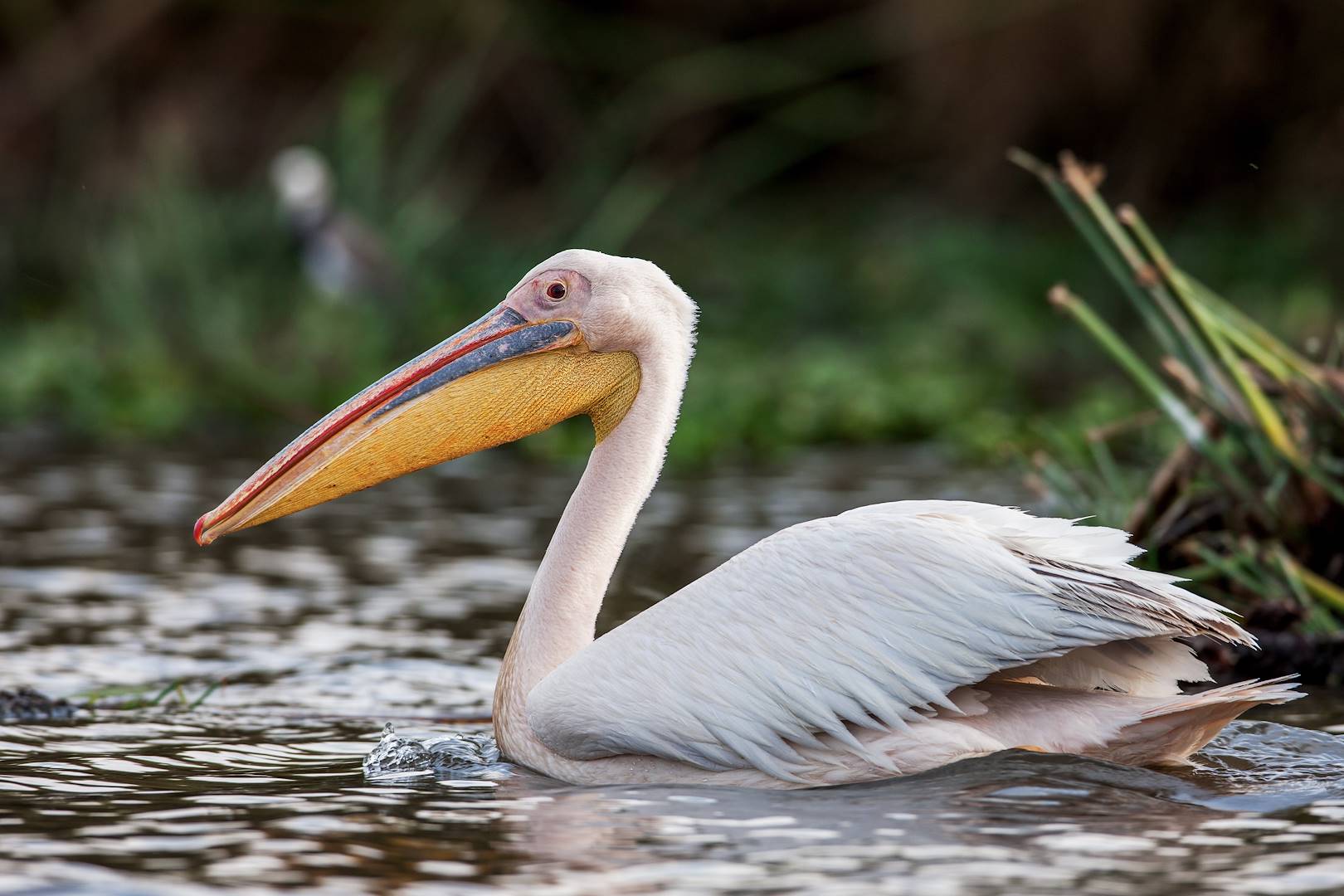 Pélican sur le lac Kerkini - Thrace - Grèce