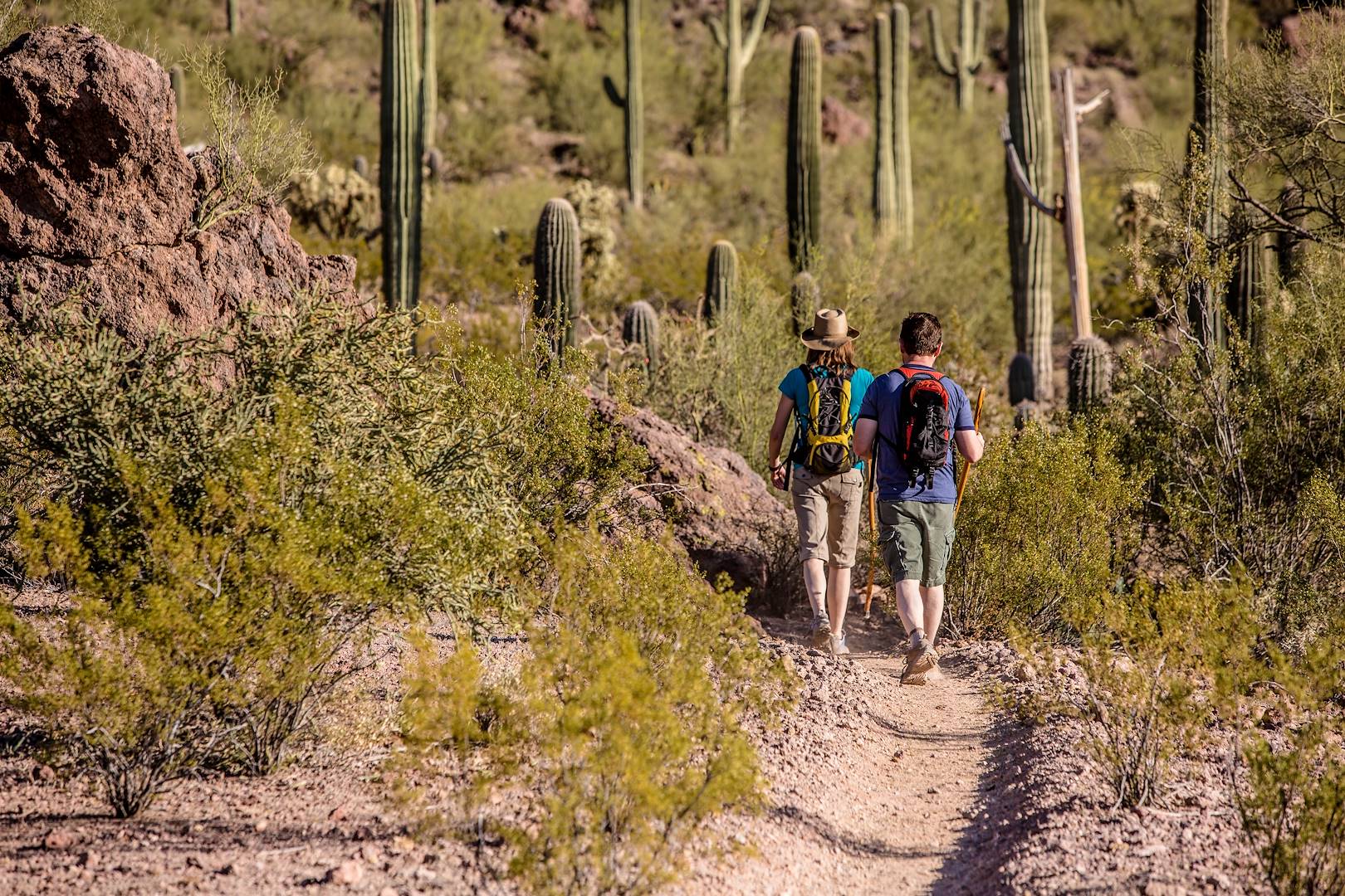 Randonnée à travers les saguaros géants - Mesa - Arizona - Etats-Unis