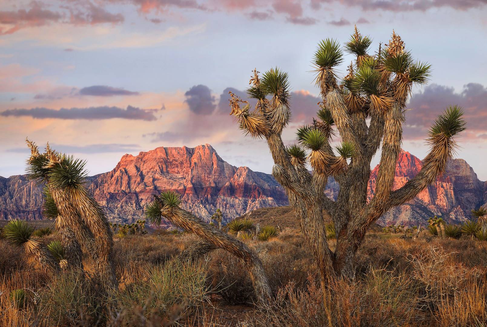 Parc National de Joshua Tree - Californie - Etats-Unis