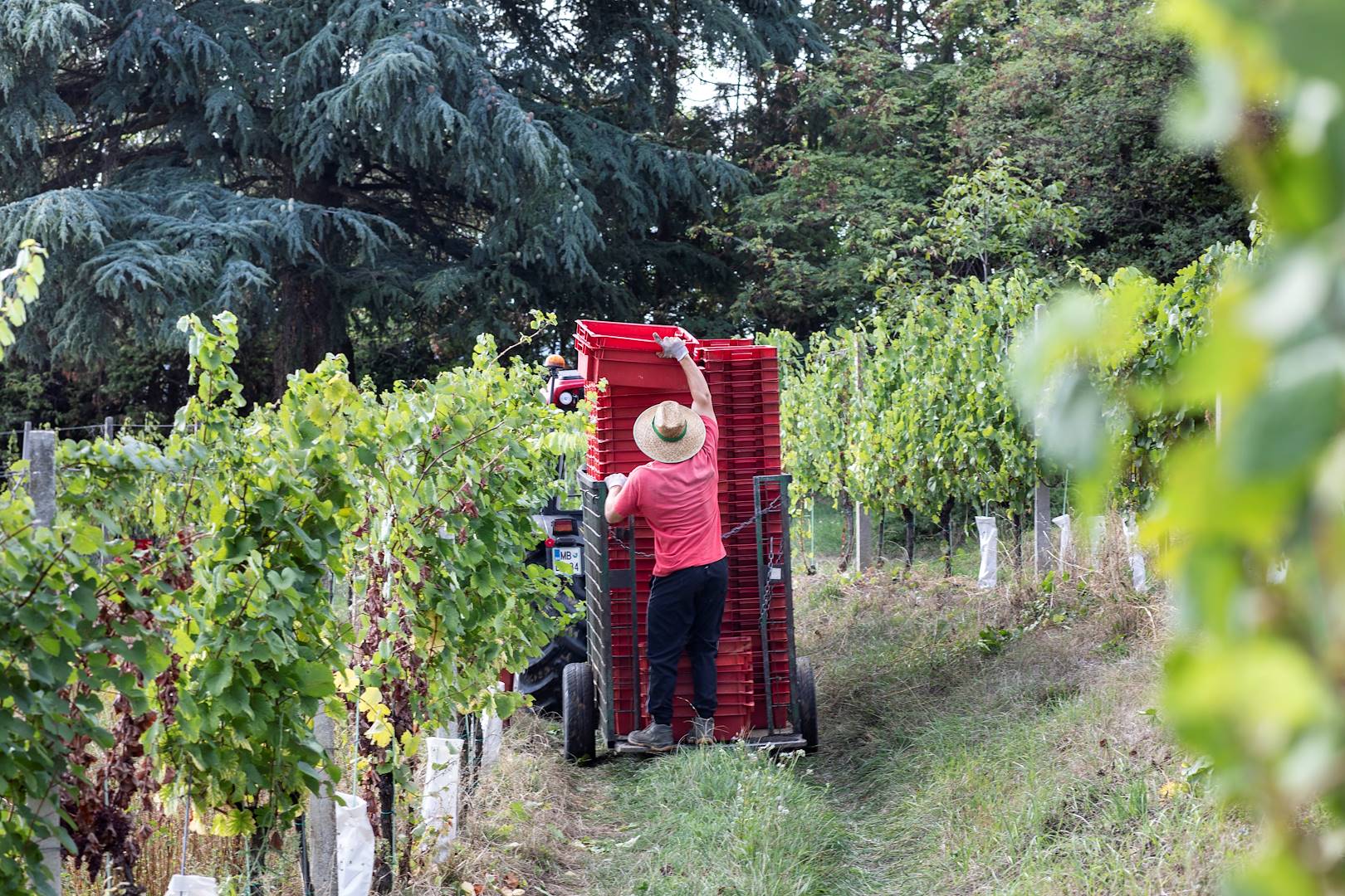 Découverte d'Ilok et ses domaines viticoles : scène de vie dans les vignes de Slavonie - Croatie