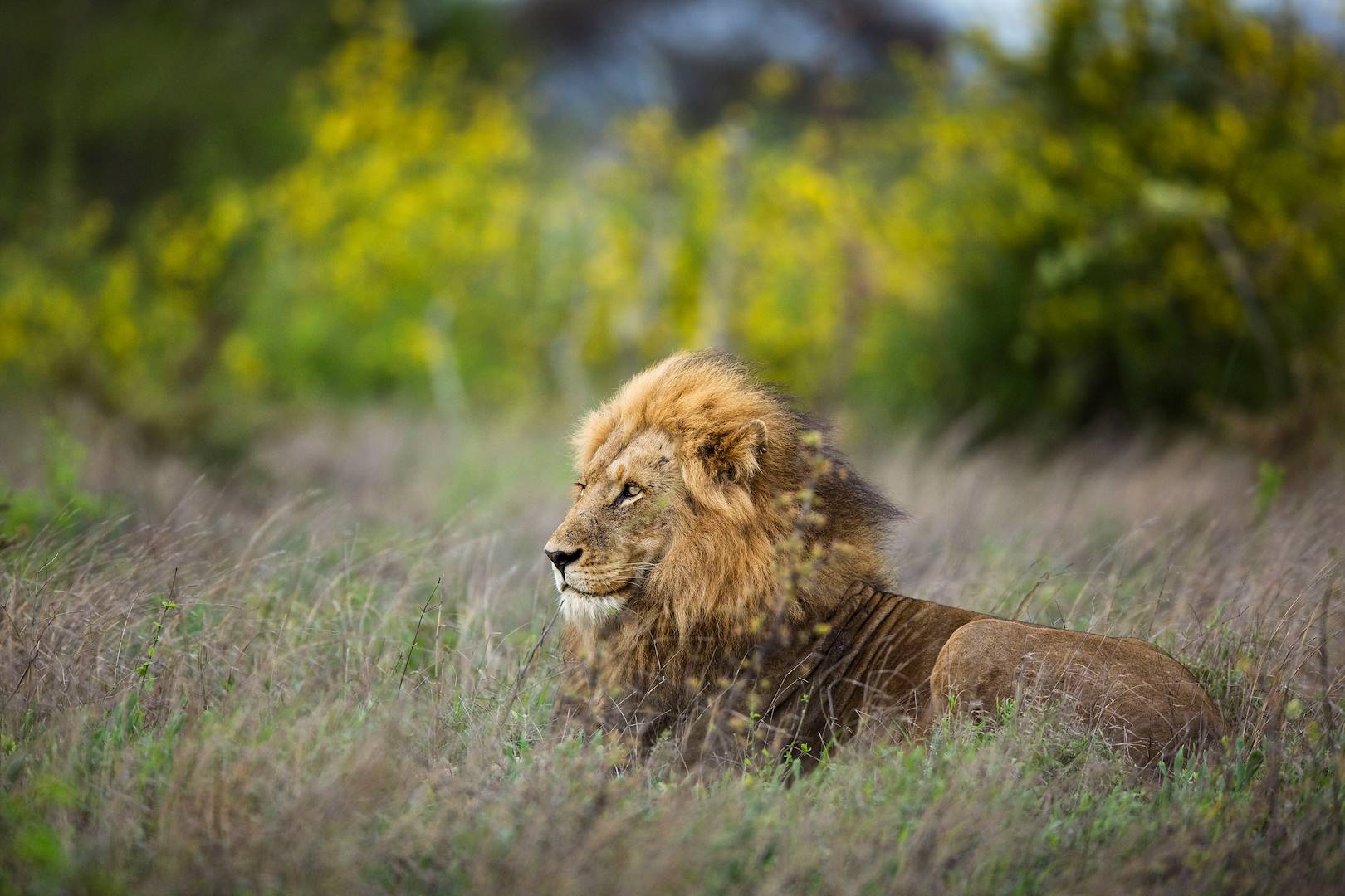 Lion dans la Concession de Khwai - Botswana