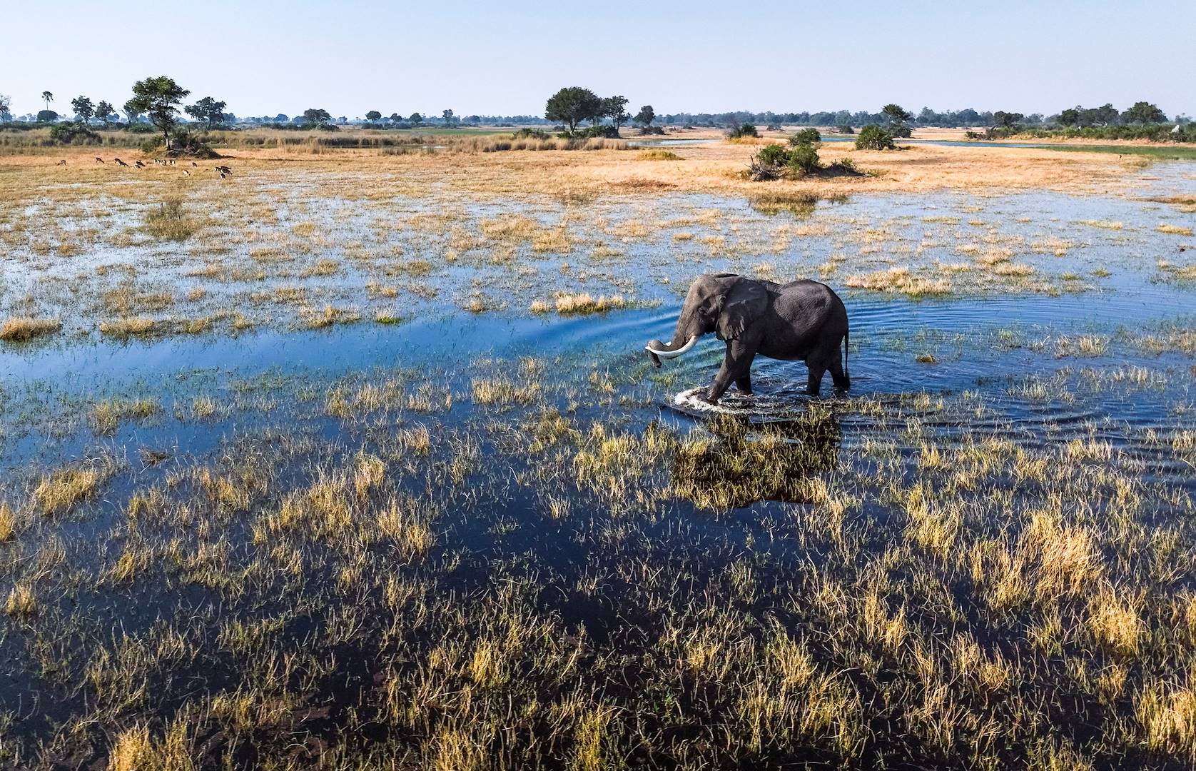 Éléphant marchant dans le delta de l'Okavango - Botswana