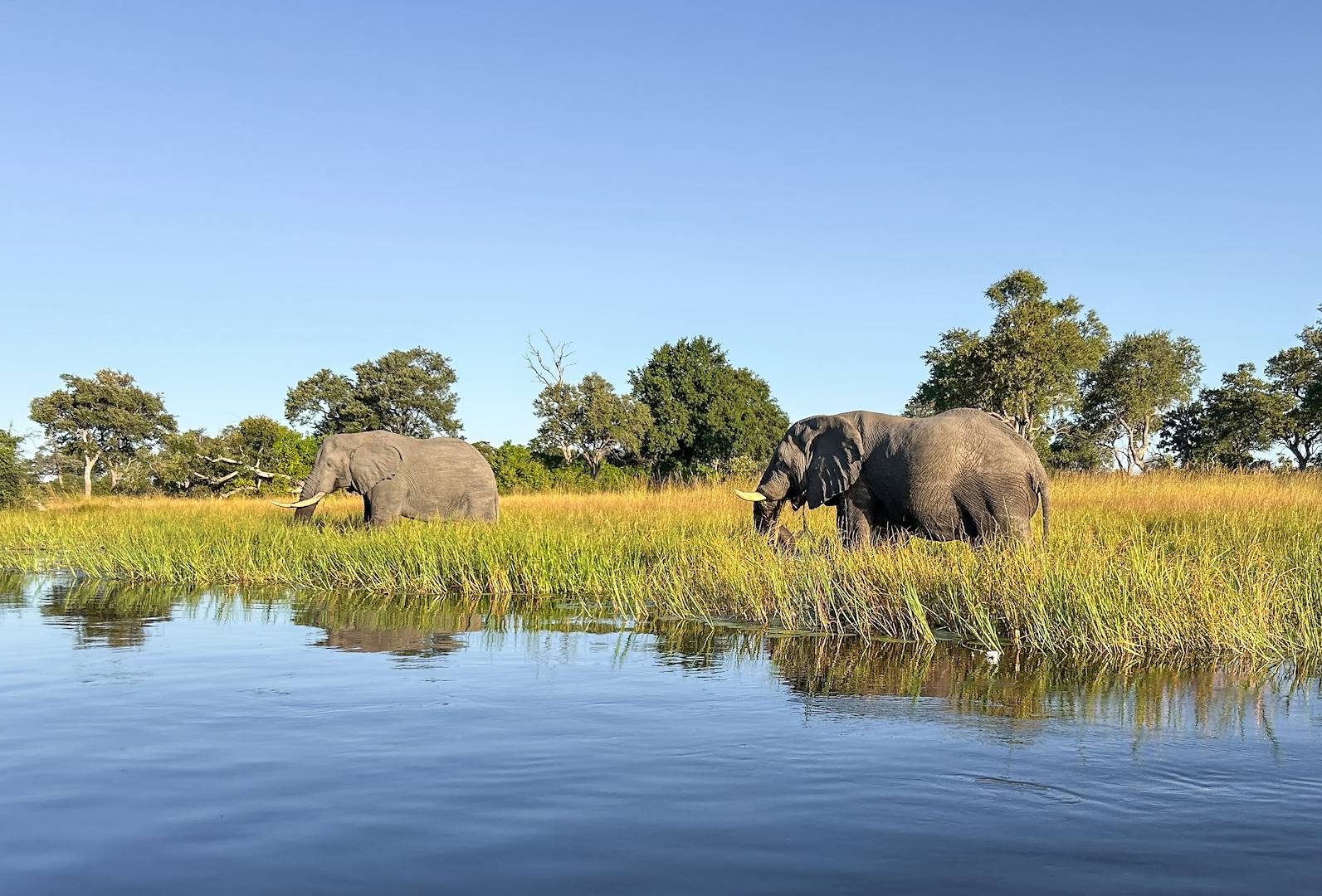 Rencontre avec des éléphants dans le delta de l'Okavango - Botswana
