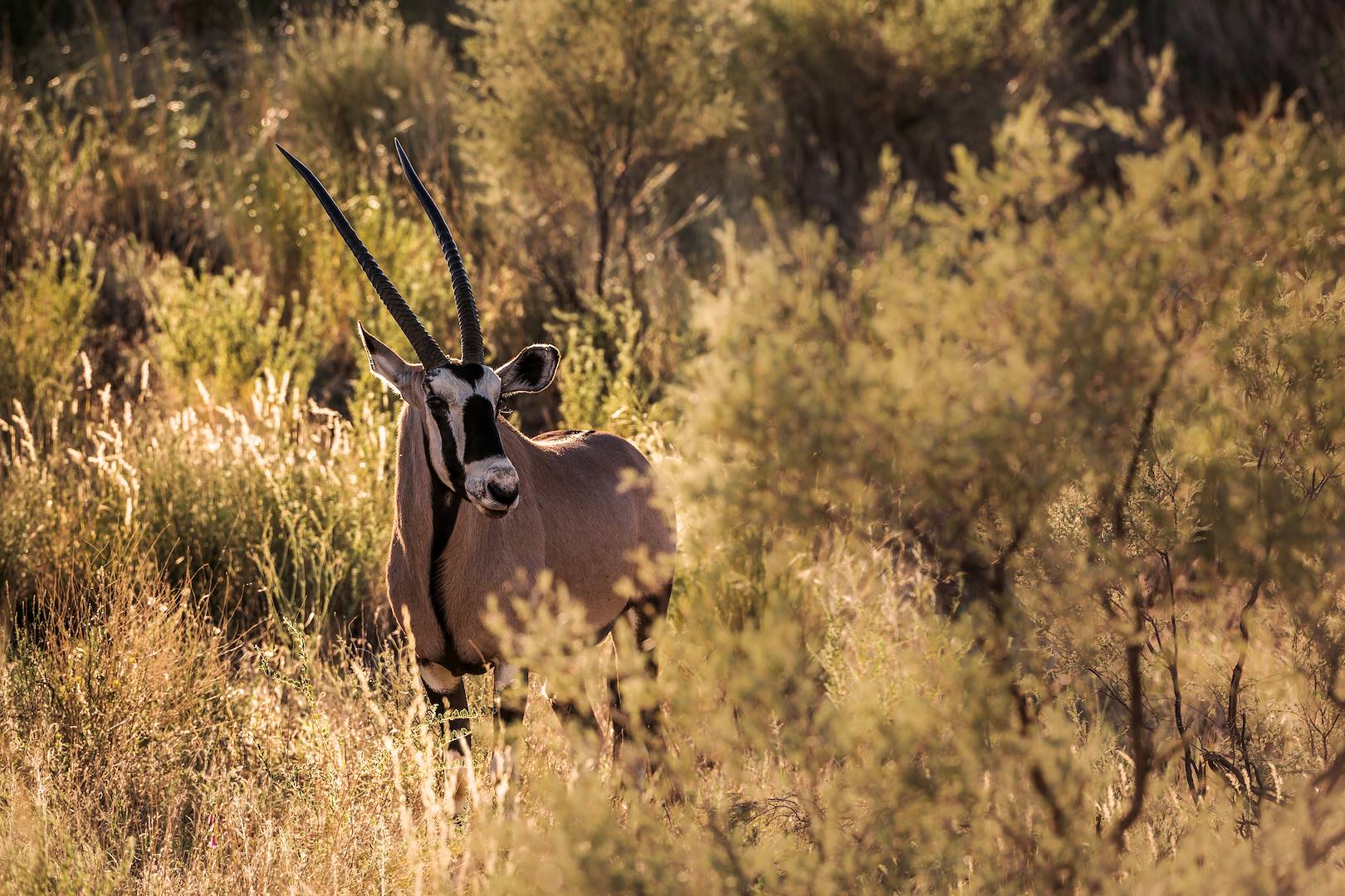 Oryx à Deception Valley - Botswana