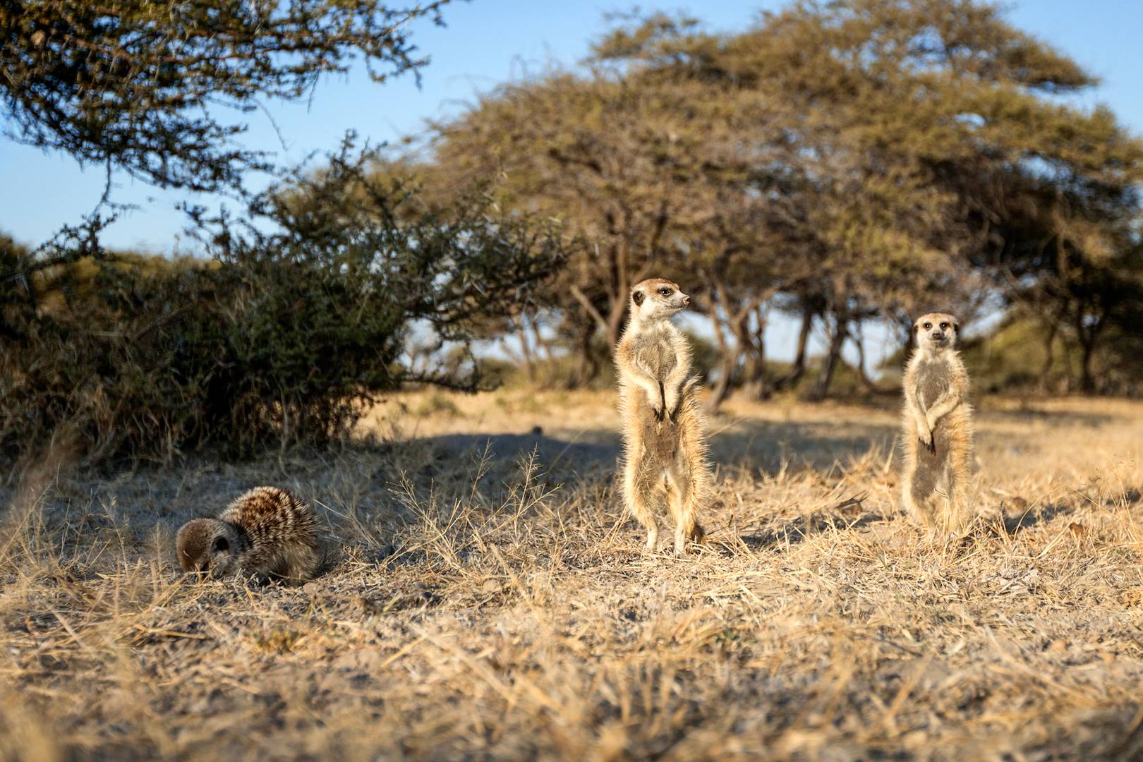 Famille de suricates - Botswana